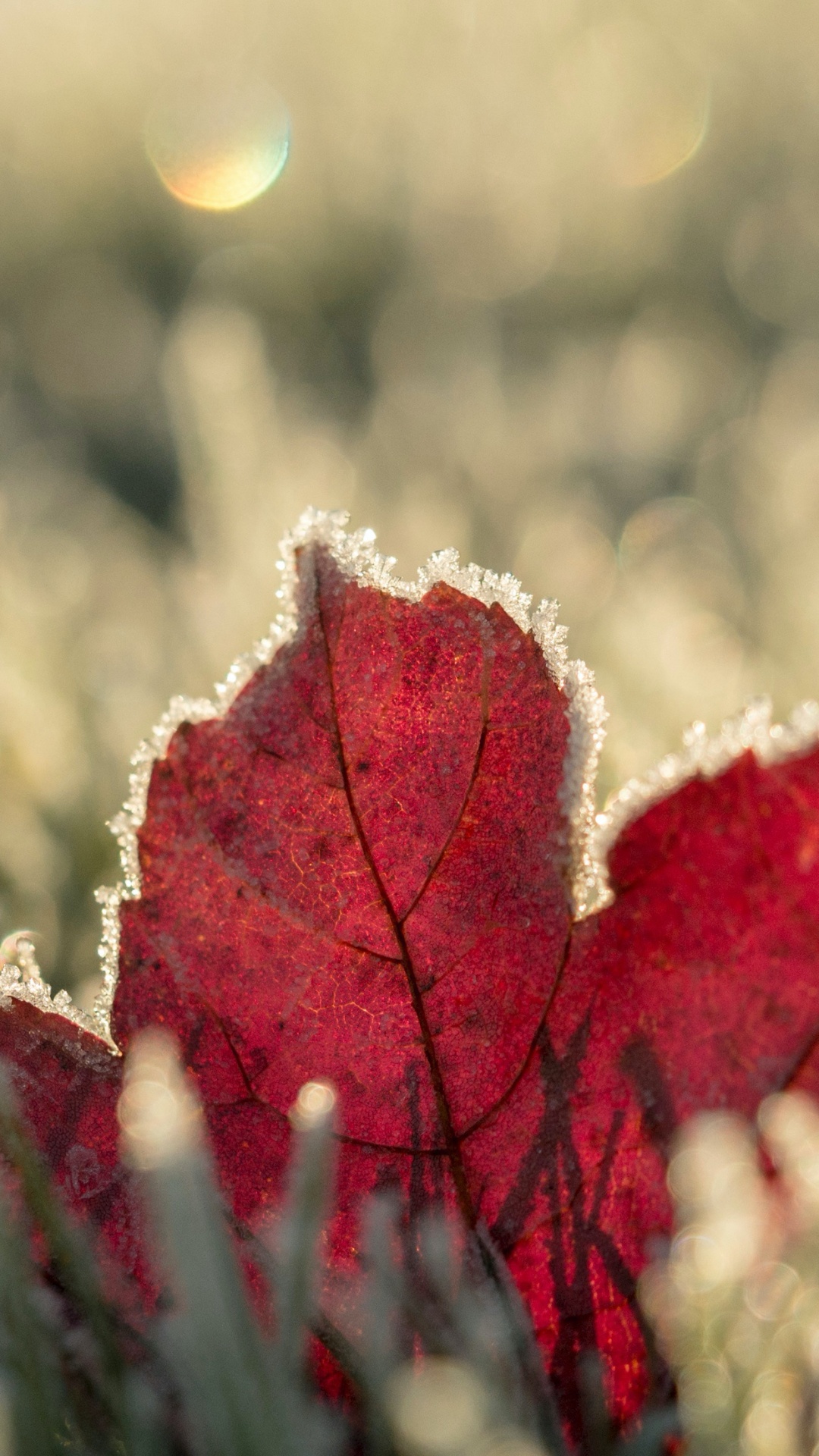 Обои зима, осень, растение, свет, природа в разрешении 1080x1920