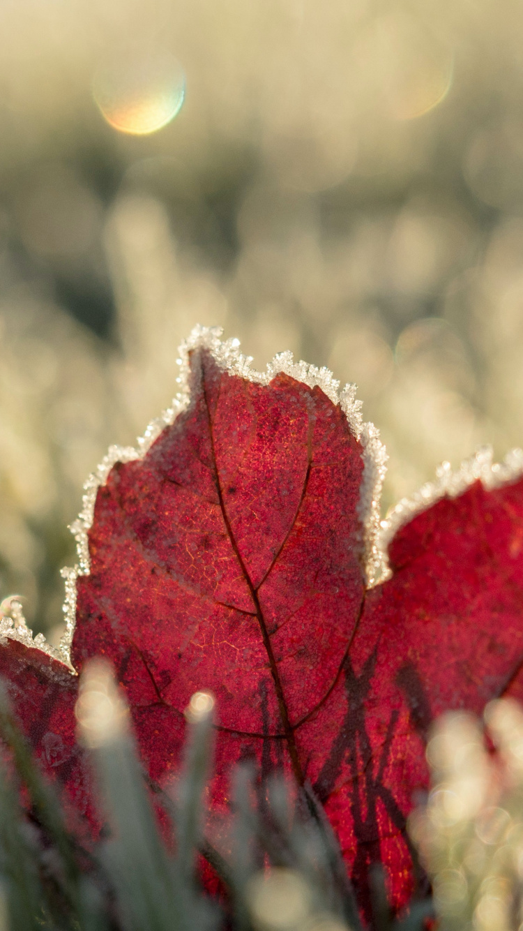 Обои зима, осень, растение, свет, природа в разрешении 750x1334