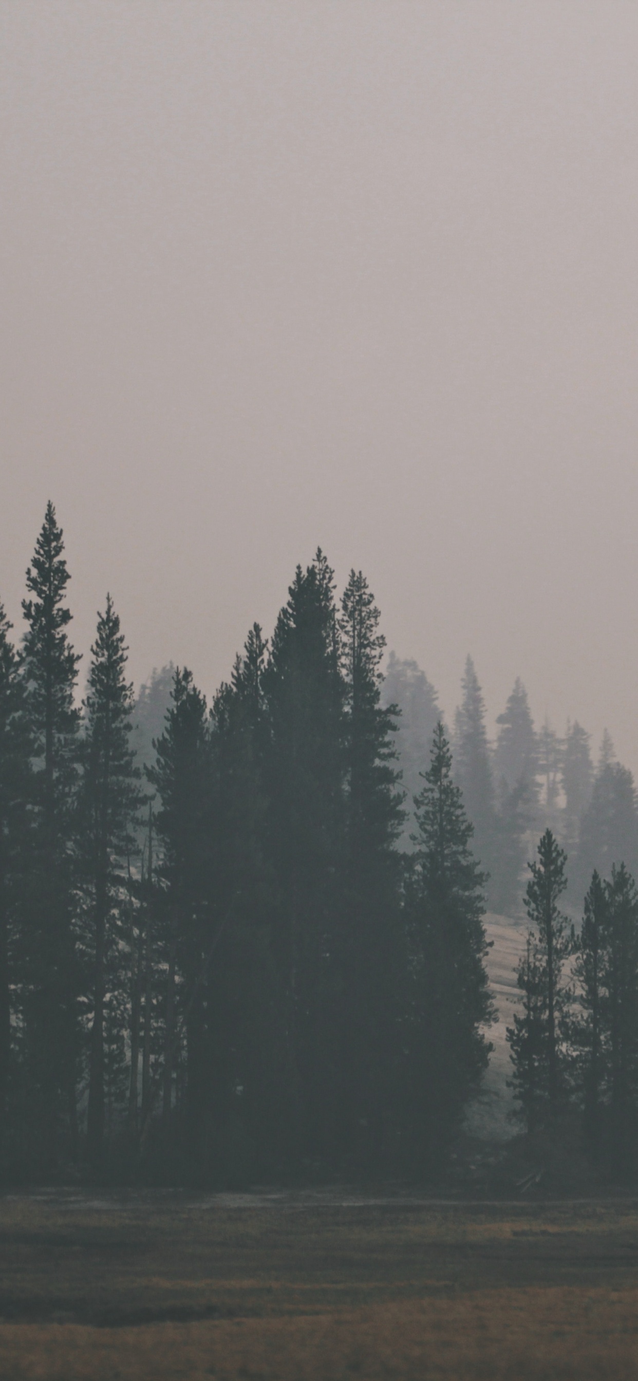 Обои лес, дерево, дымка, туман, утро в разрешении 1242x2688