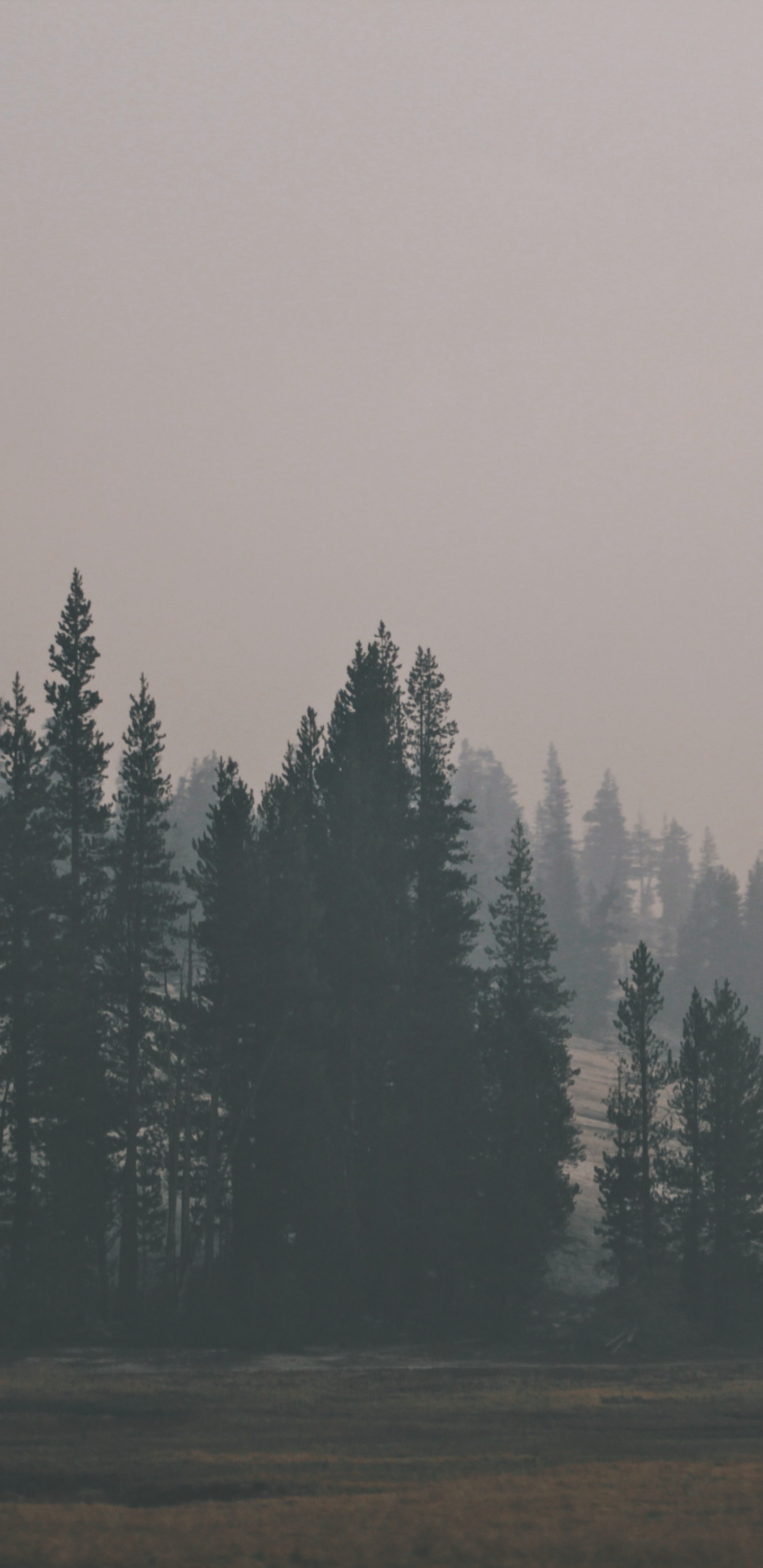 Обои лес, дерево, дымка, туман, утро в разрешении 1440x2960