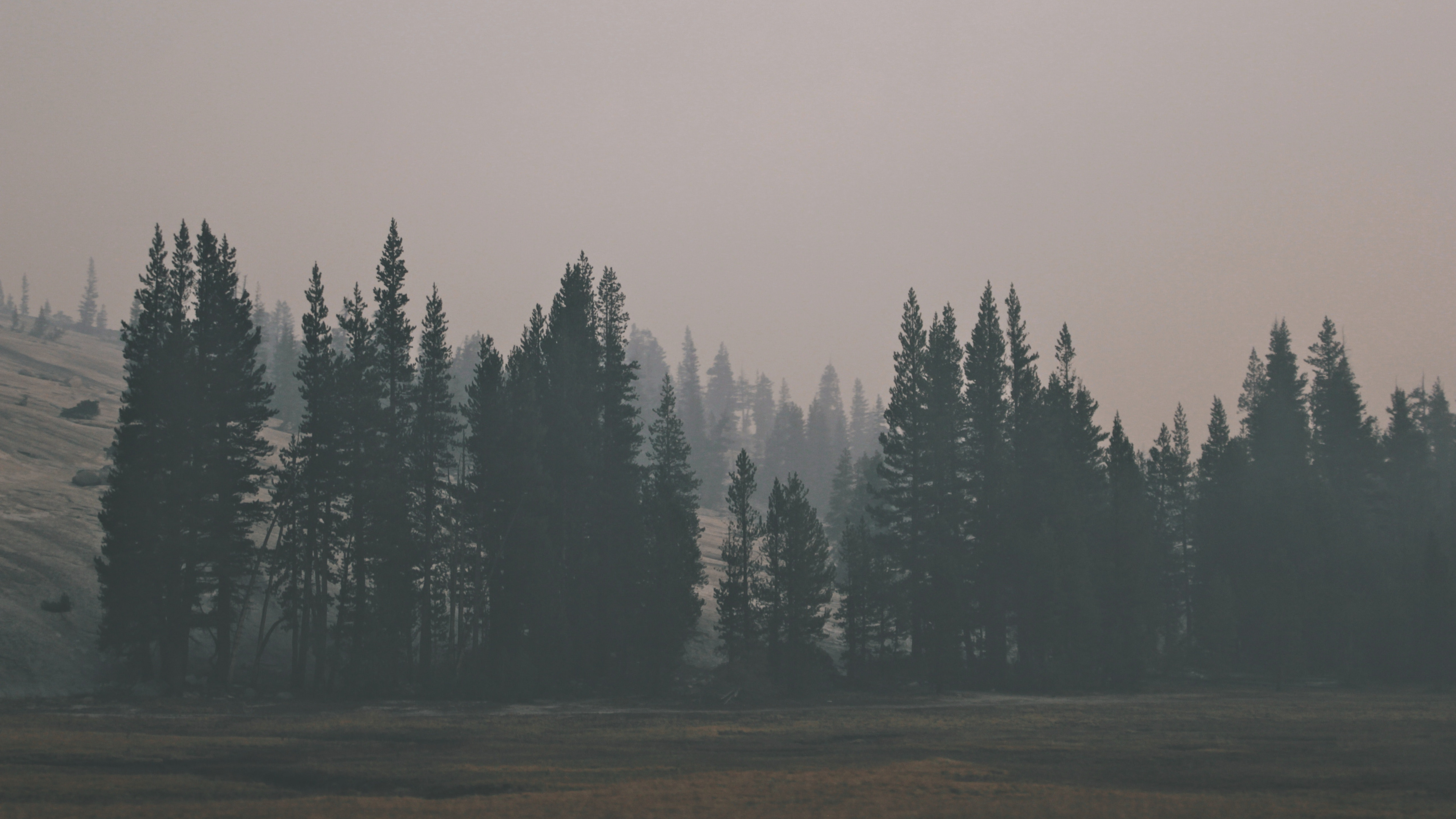 Обои лес, дерево, дымка, туман, утро в разрешении 3840x2160