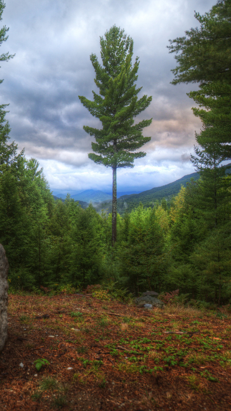 Обои лес, дерево, природа, дикая местность, лесистая местность в разрешении 750x1334