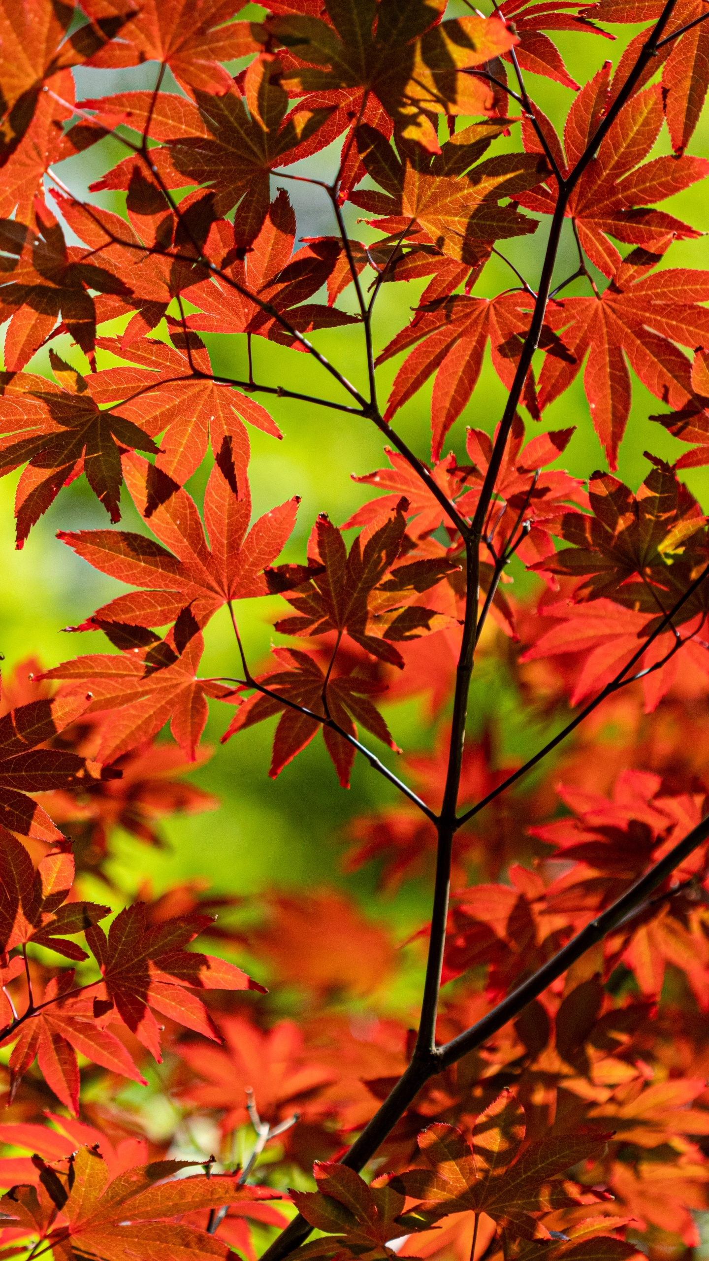 Обои цветковое растение, лист, дерево, растение, кленовый лист в разрешении 1440x2560