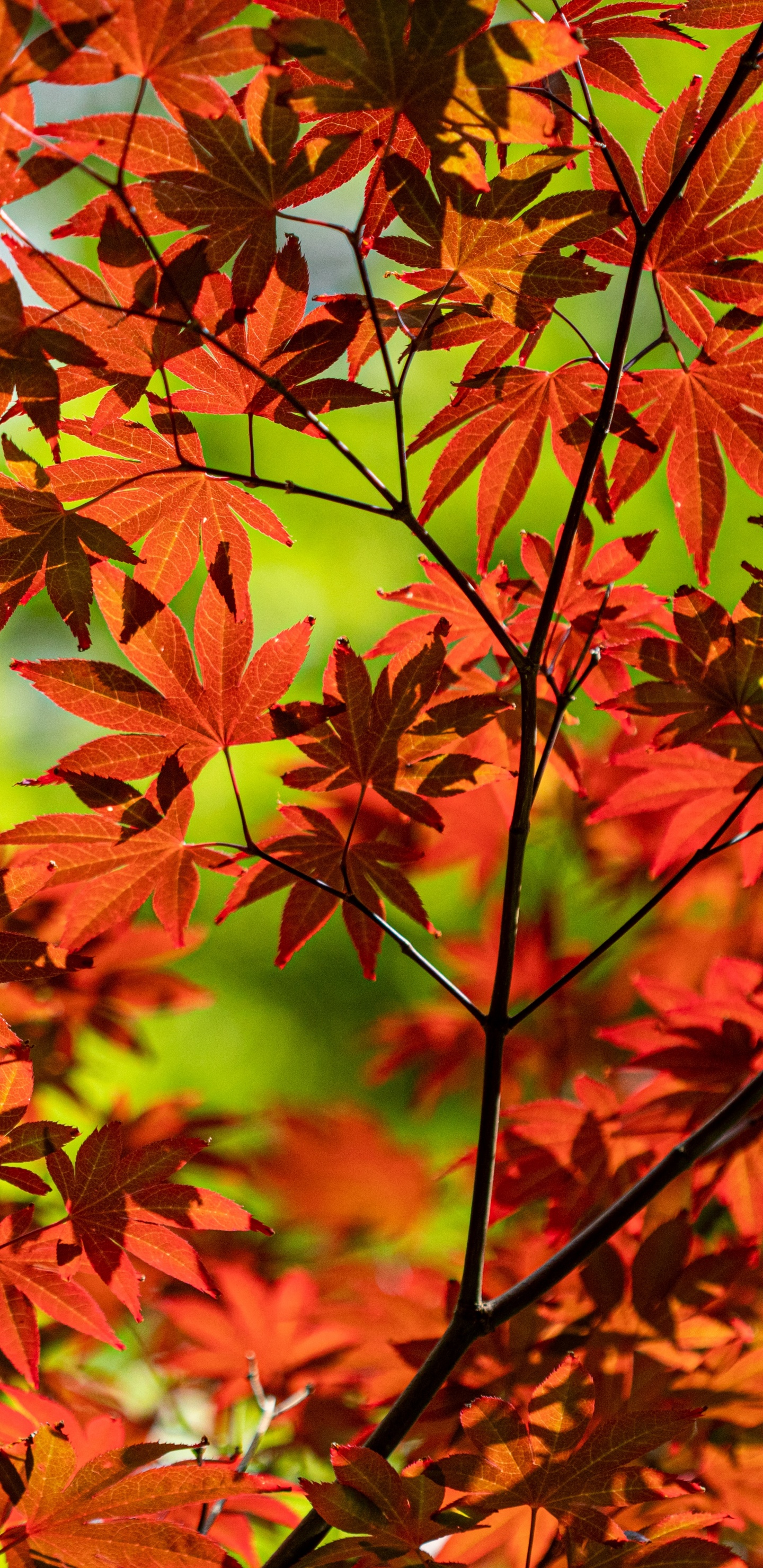 Обои цветковое растение, лист, дерево, растение, кленовый лист в разрешении 1440x2960