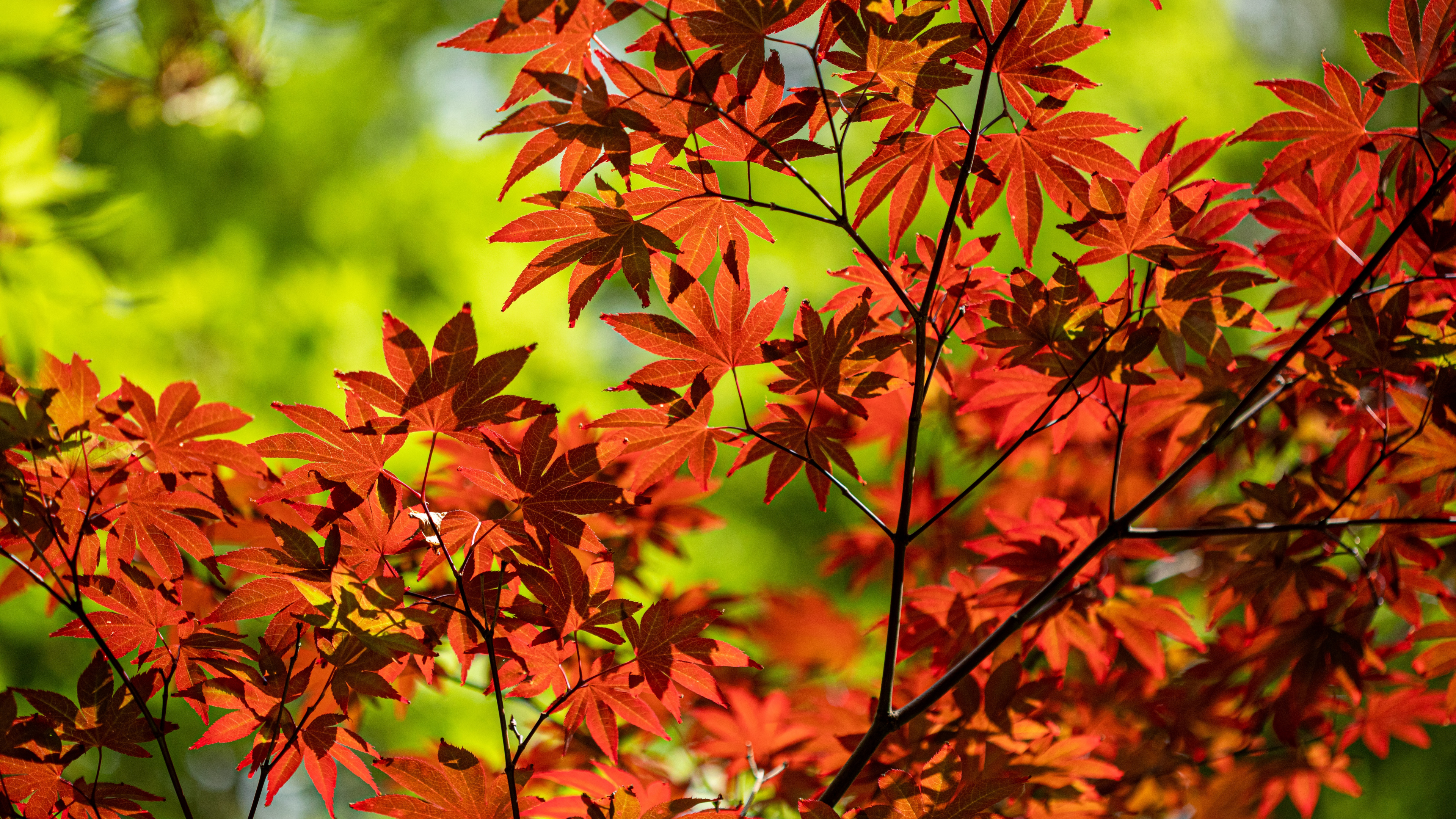 Обои цветковое растение, лист, дерево, растение, кленовый лист в разрешении 3840x2160