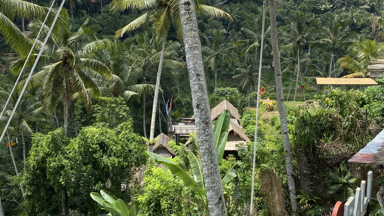 Обои растительность, пальмовые рощи, растительное сообщество, наука, дерево в разрешении 1280x720