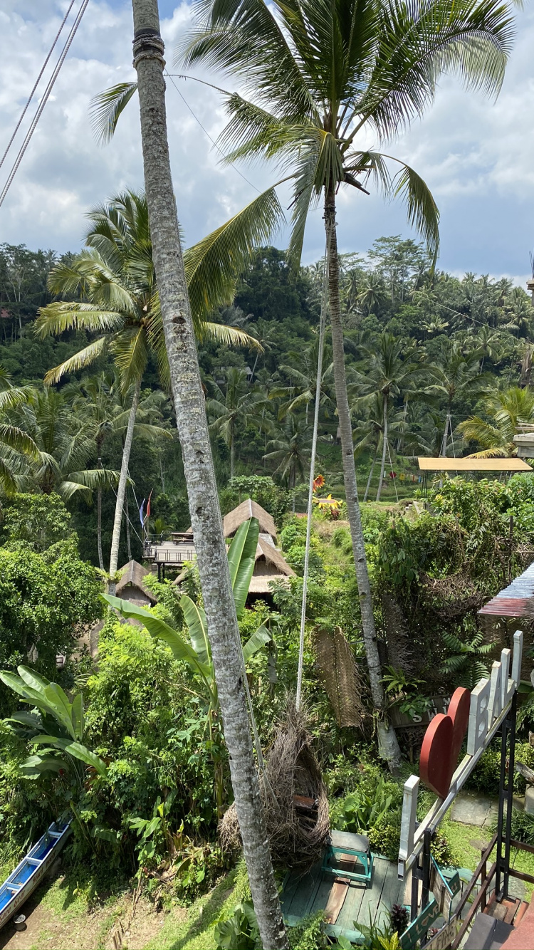 Обои растительность, пальмовые рощи, растительное сообщество, наука, дерево в разрешении 750x1334