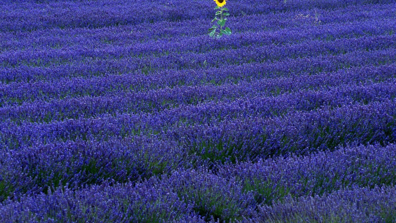 Обои английский лаванды, цветковое растение, пурпур, растение, луг в разрешении 1280x720