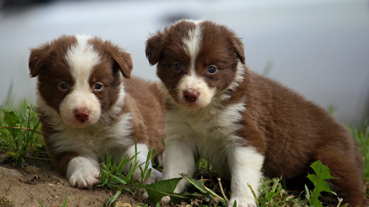 Обои щенок, лабрадор, Колли, собака породы, миниатюрная австралийская овчарка в разрешении 1280x720