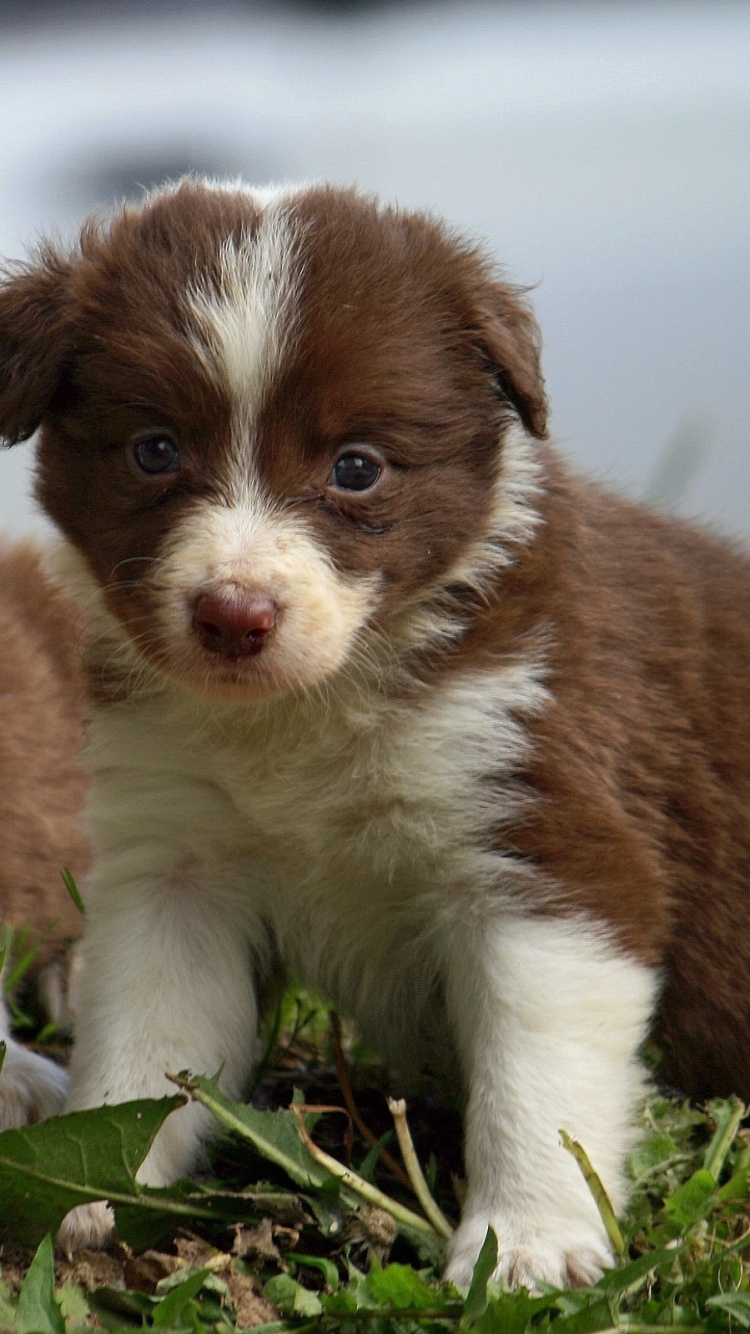 Обои щенок, лабрадор, Колли, собака породы, миниатюрная австралийская овчарка в разрешении 750x1334
