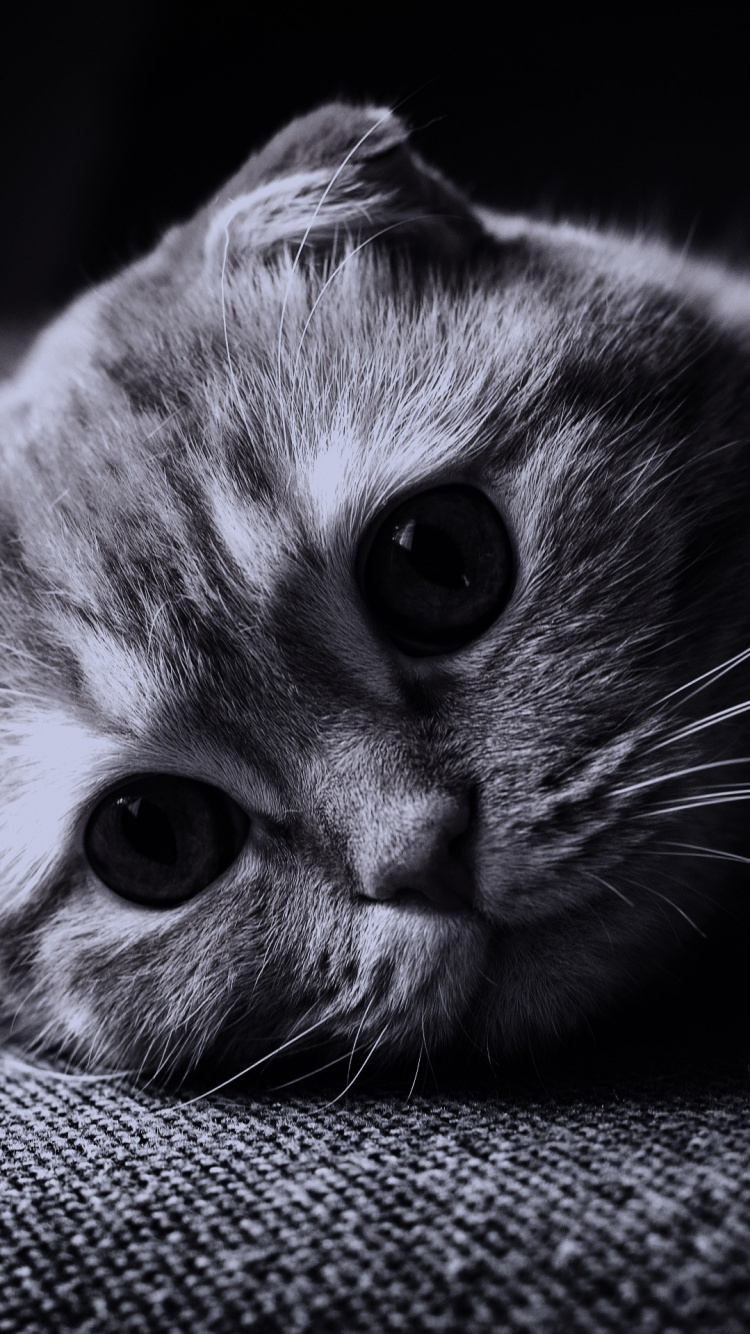 Обои шотландская вислоухая, бакенбарды, кот, черный, Шотландия в разрешении 750x1334