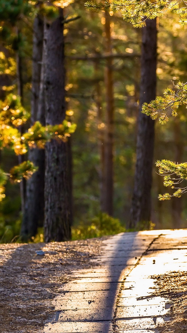 Обои природа, дерево, лес, лесистая местность, солнечный свет в разрешении 720x1280