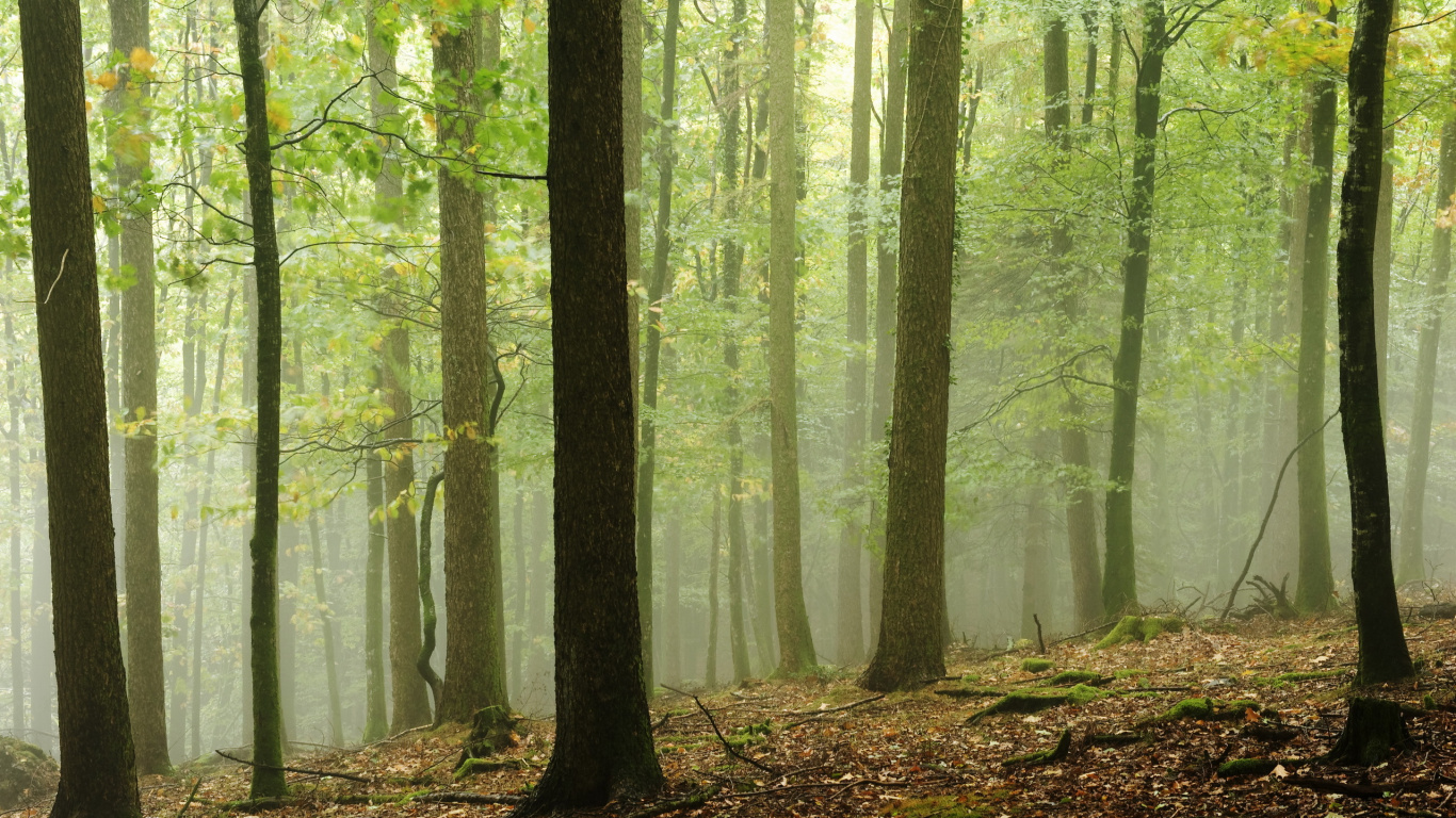 Обои лесистая местность, лес, природа, дерево, роща в разрешении 1366x768
