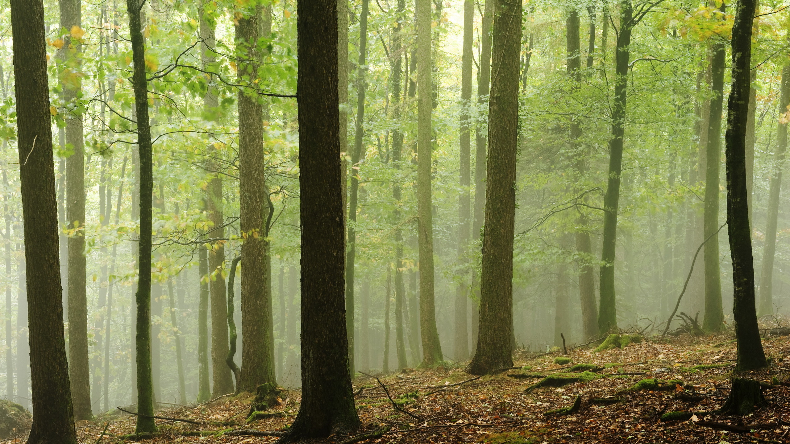Обои лесистая местность, лес, природа, дерево, роща в разрешении 2560x1440