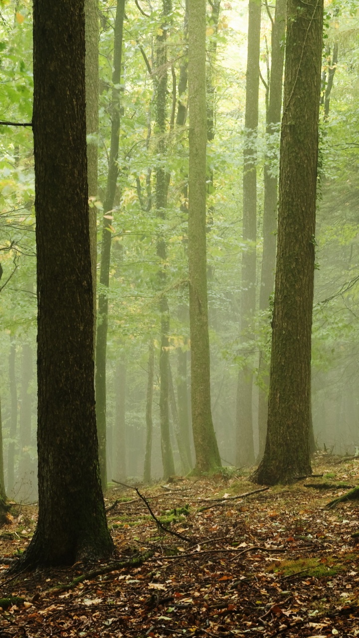 Обои лесистая местность, лес, природа, дерево, роща в разрешении 720x1280