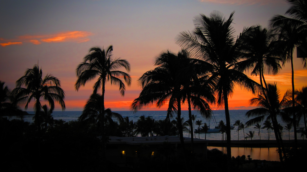 Обои закат, пляж, дерево, Пальма, вечер в разрешении 1280x720