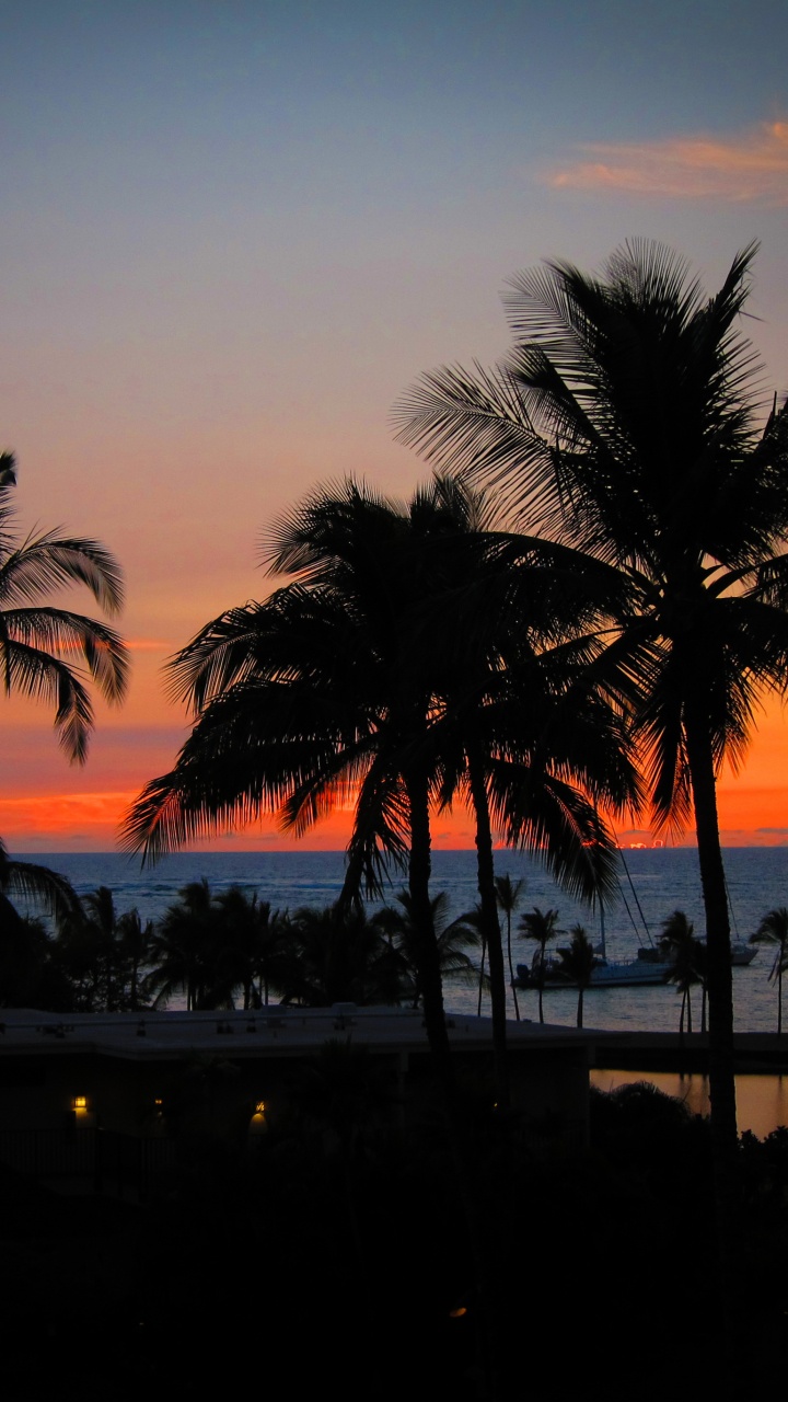 Обои закат, пляж, дерево, Пальма, вечер в разрешении 720x1280
