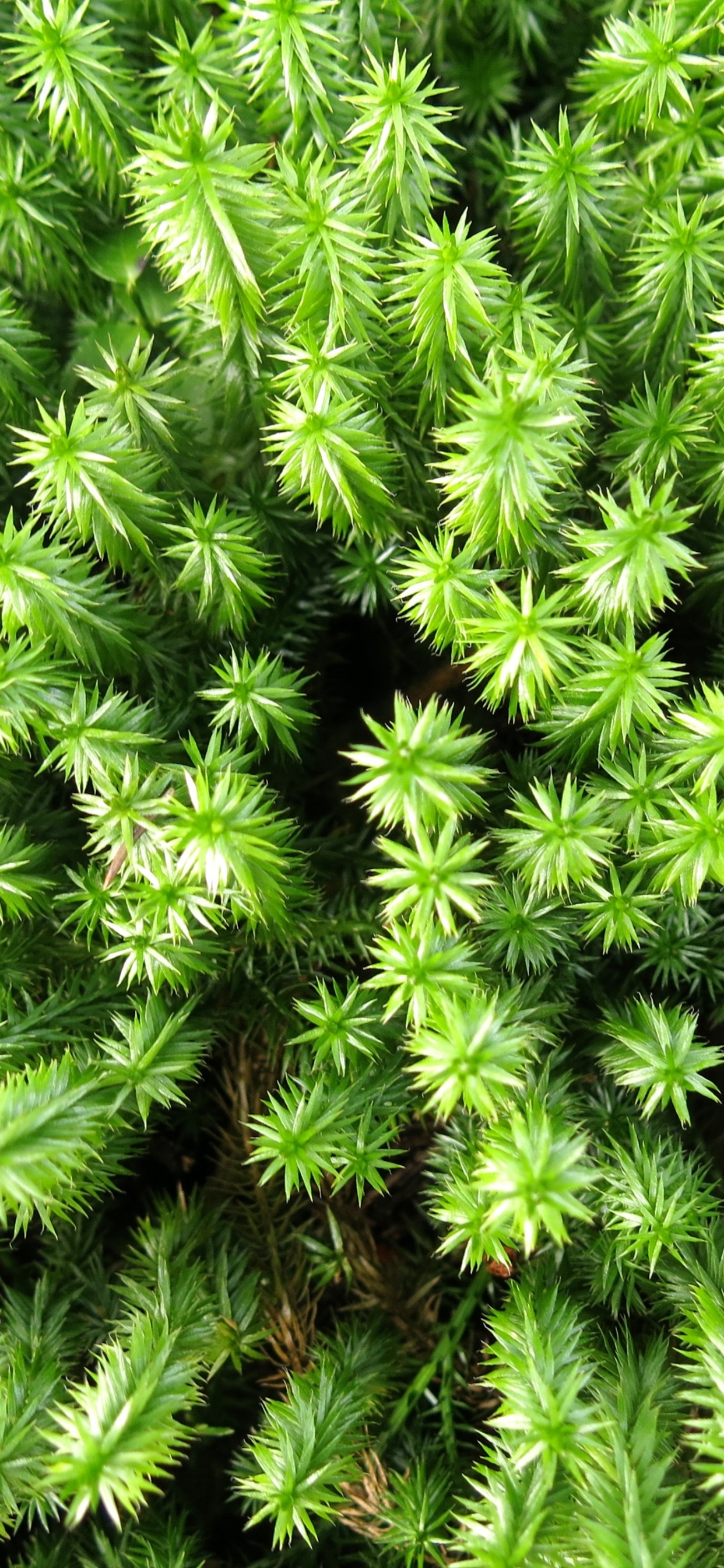 Обои растительность, пихта, дерево, растение, сообщество в разрешении 1242x2688