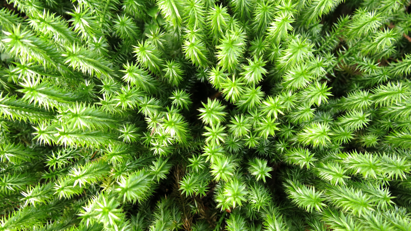 Обои растительность, пихта, дерево, растение, сообщество в разрешении 1366x768