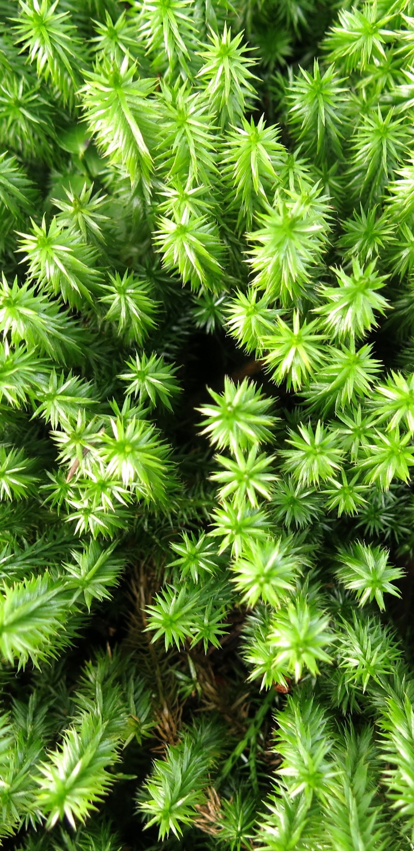 Обои растительность, пихта, дерево, растение, сообщество в разрешении 1440x2960