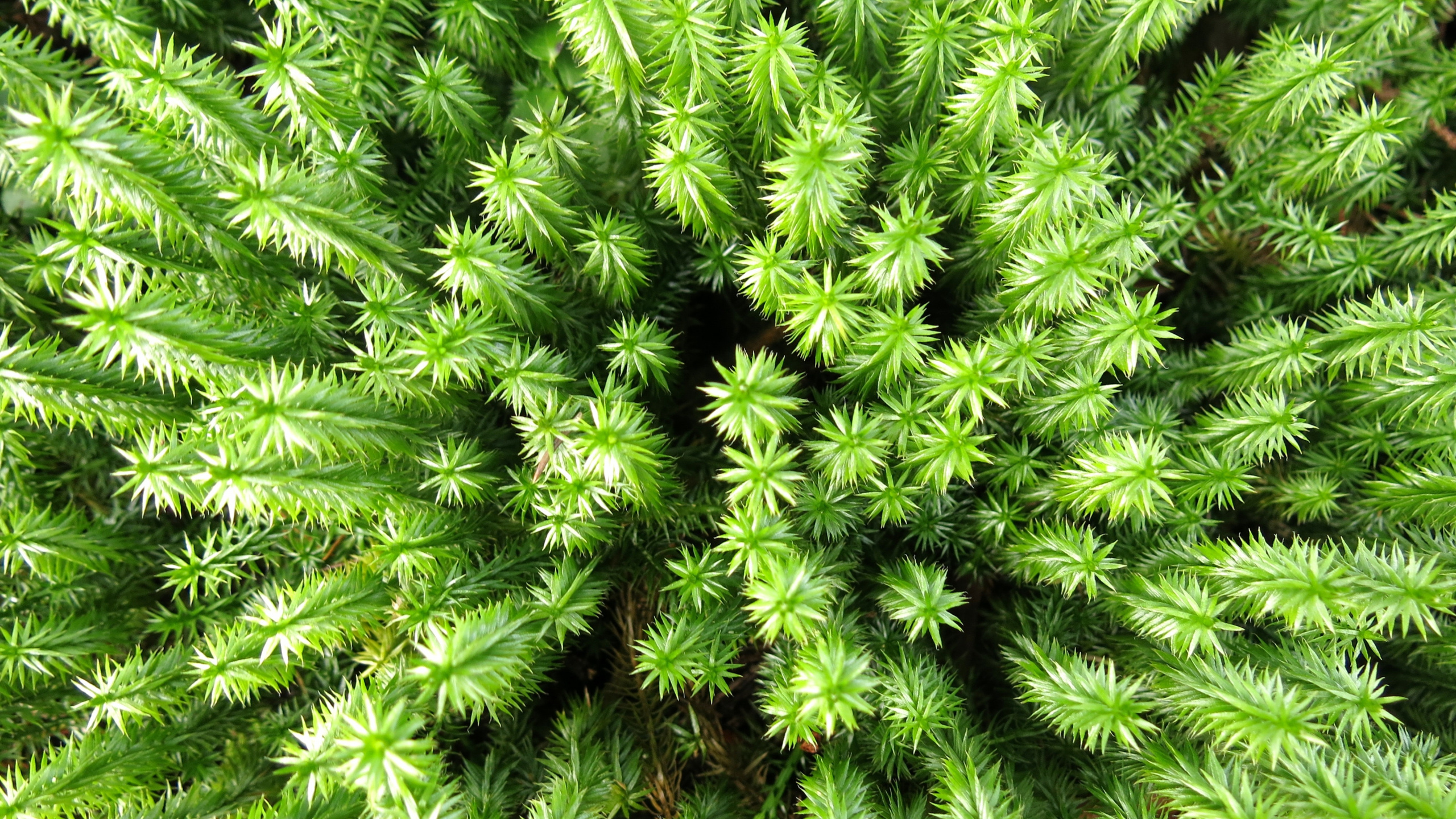 Обои растительность, пихта, дерево, растение, сообщество в разрешении 2560x1440