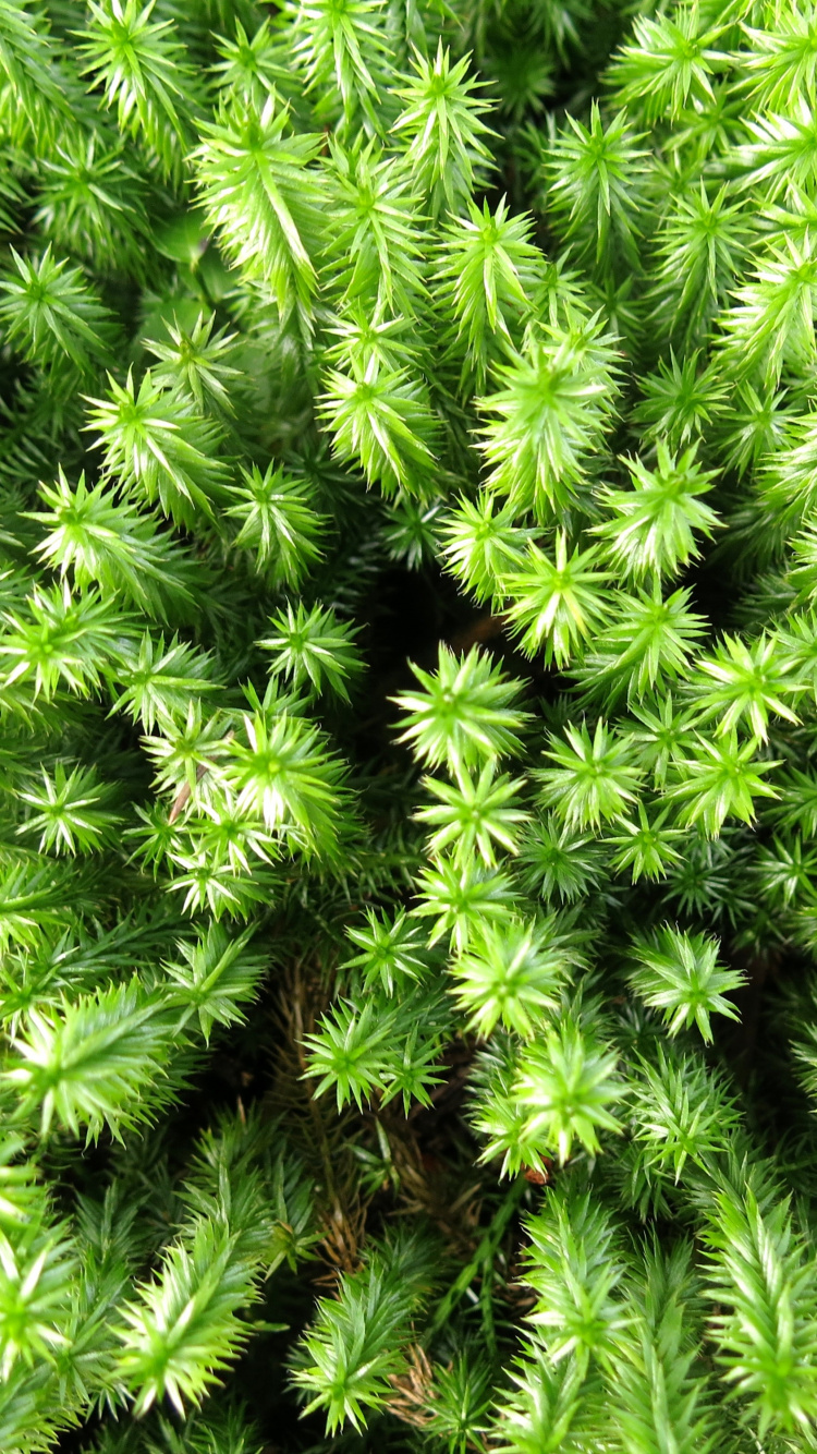 Обои растительность, пихта, дерево, растение, сообщество в разрешении 750x1334