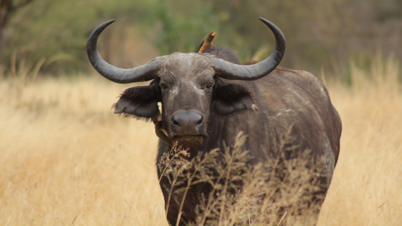 Обои рог, африканский буйвол, водяного буйвола, антилопа гну, живая природа в разрешении 1366x768