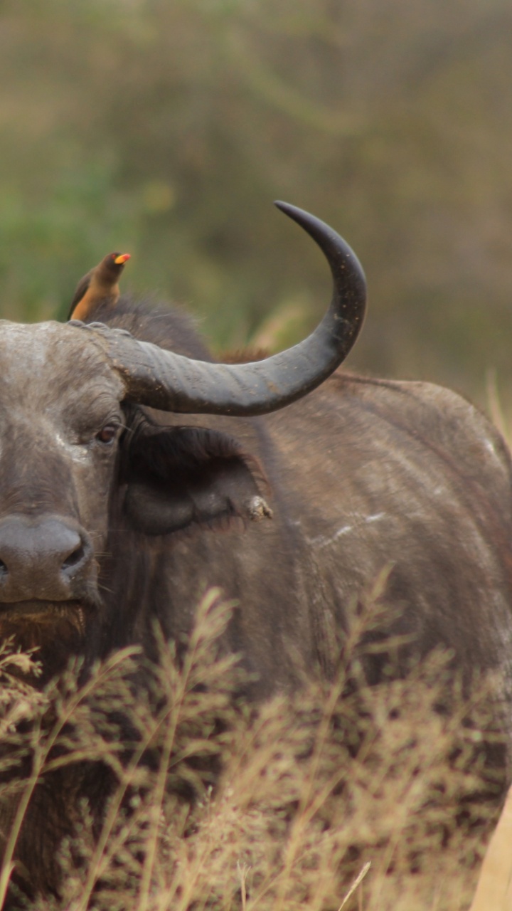 Обои рог, африканский буйвол, водяного буйвола, антилопа гну, живая природа в разрешении 720x1280