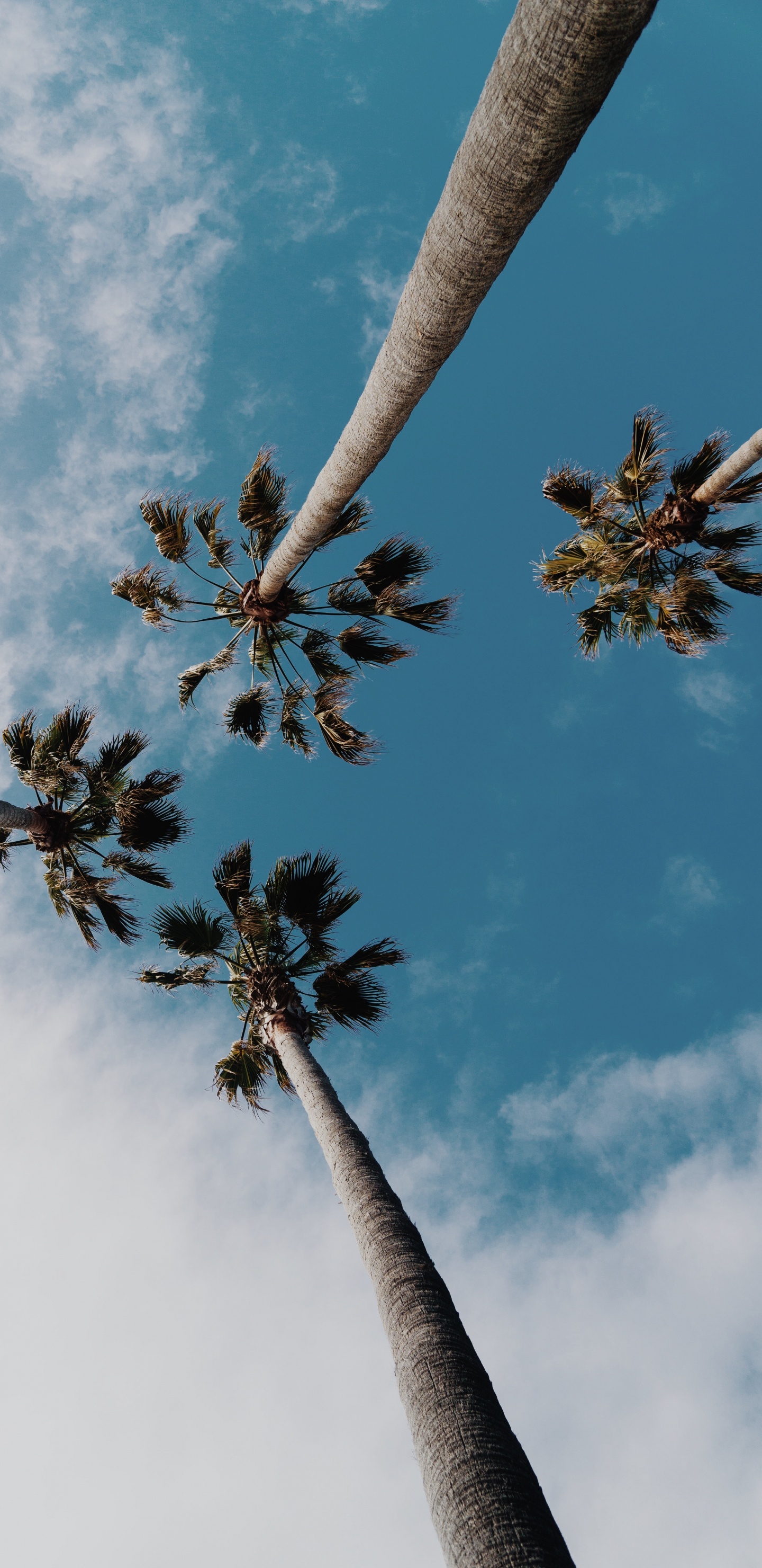 Обои пальмовые рощи, дерево, облако, дневное время, природа в разрешении 1440x2960