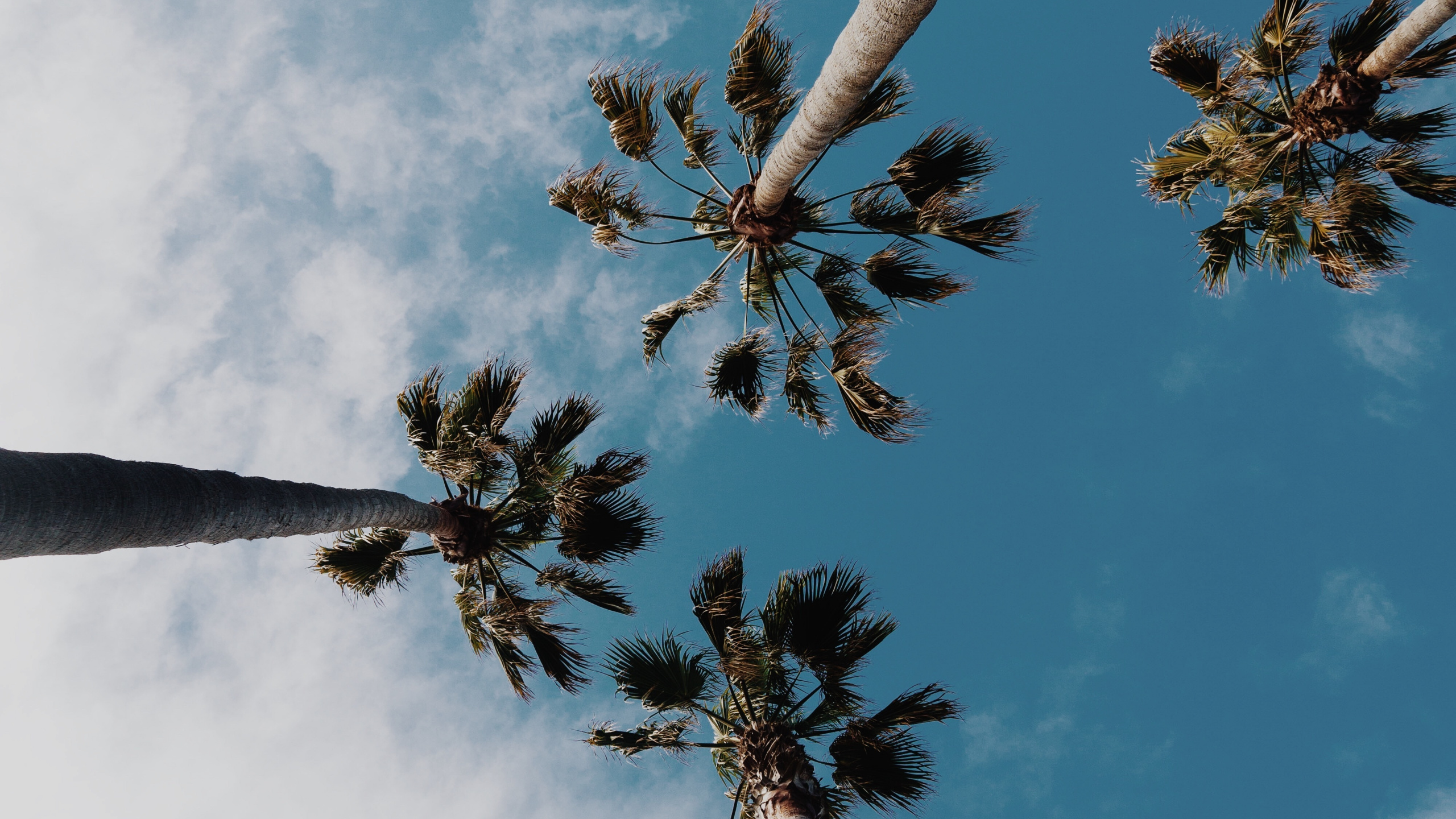Обои пальмовые рощи, дерево, облако, дневное время, природа в разрешении 2560x1440