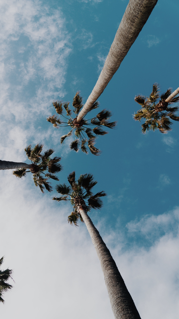 Обои пальмовые рощи, дерево, облако, дневное время, природа в разрешении 750x1334