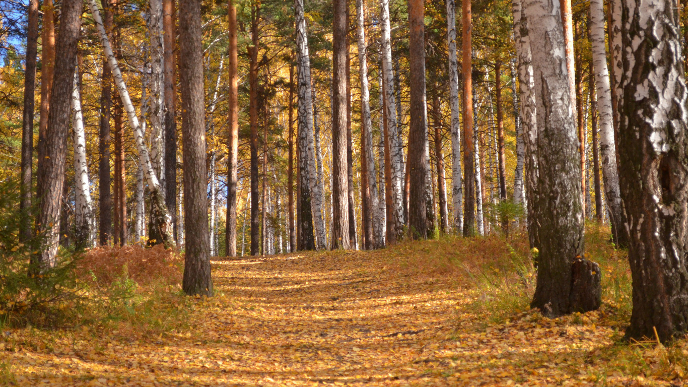 Обои лес, дерево, лесистая местность, роща, хвойными лесами в разрешении 1366x768