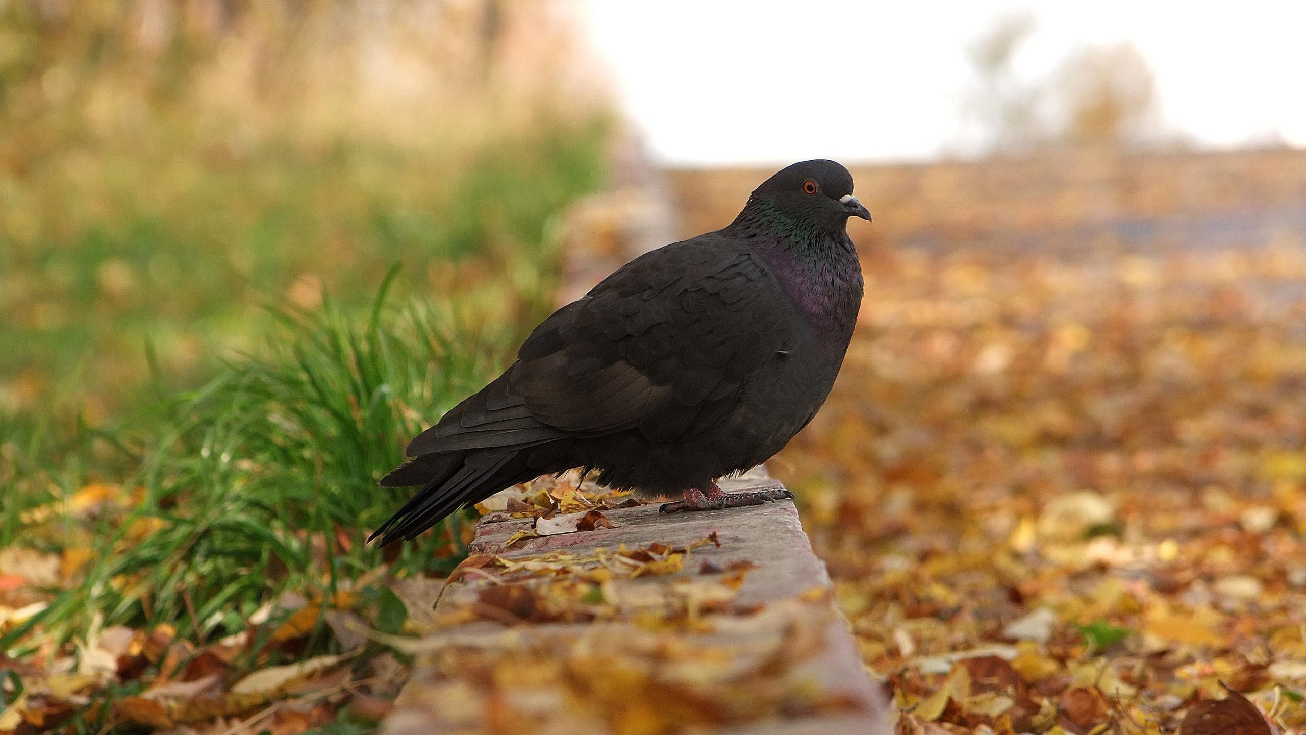 Обои птица, клюв, Дрозд, ворона, emberizidae в разрешении 2560x1440