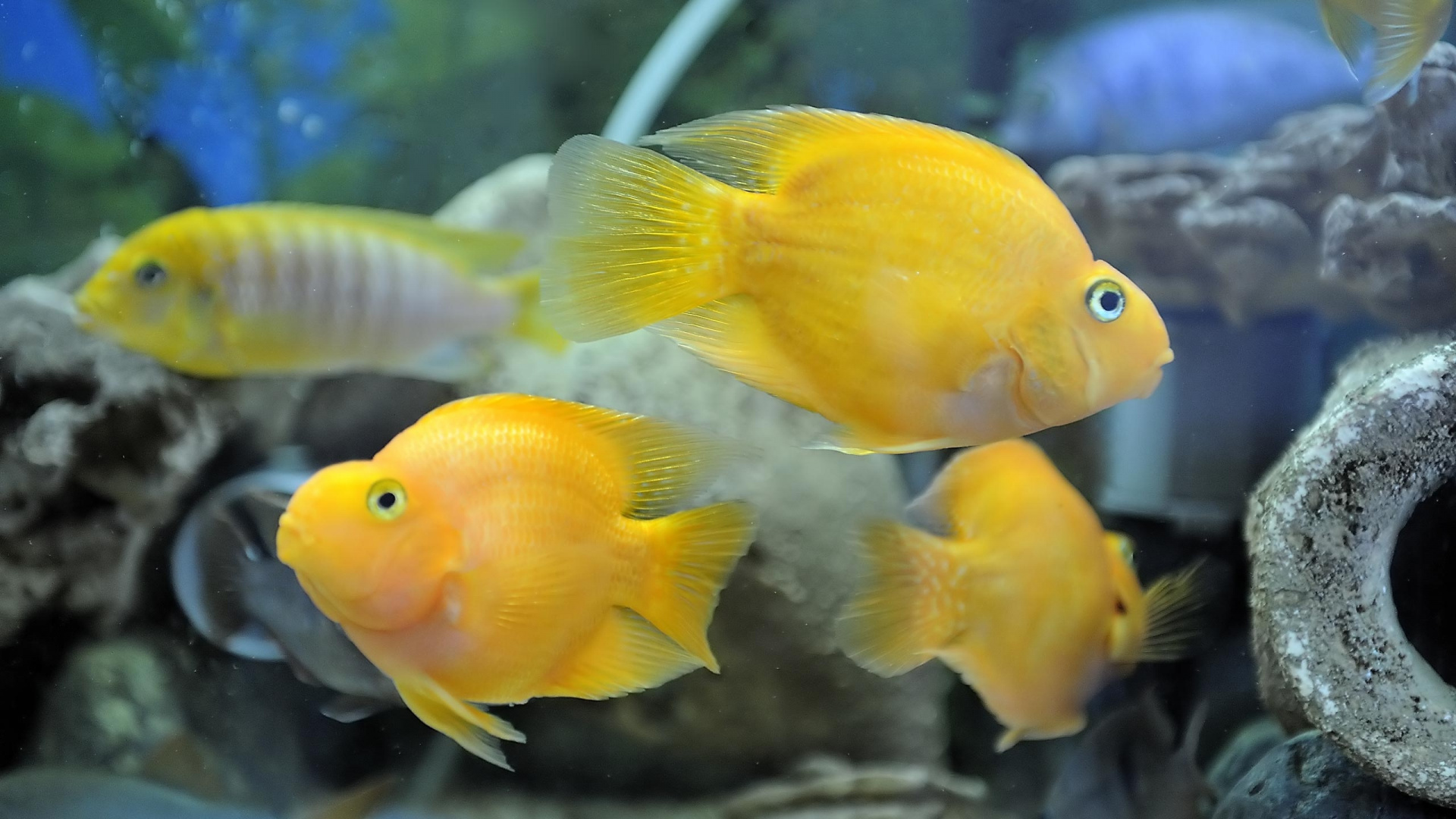 Обои Аквариум, морская биология, Помацентровые, подземные воды, желтый в разрешении 1920x1080