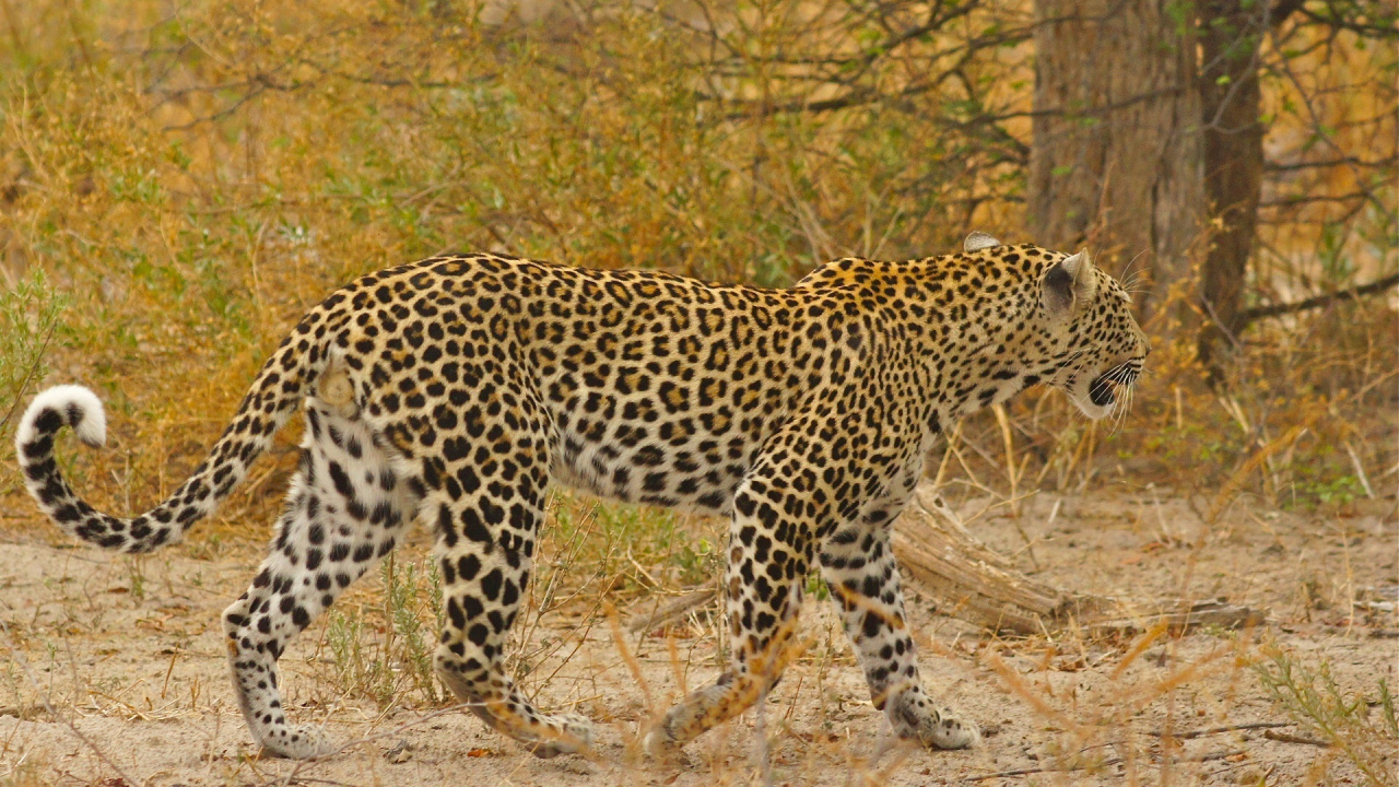 Обои Леопард, Ягуар, Гепард, кот, волк в разрешении 1280x720