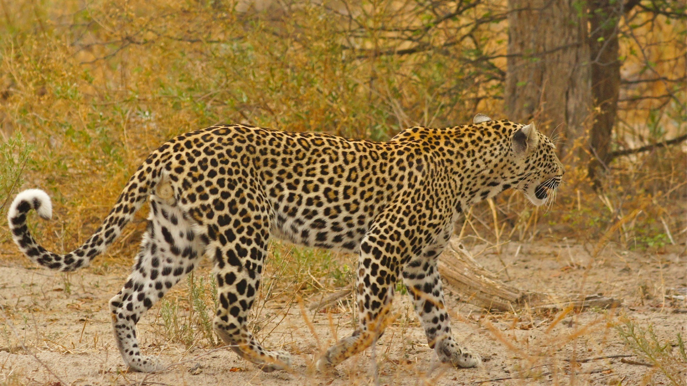 Обои Леопард, Ягуар, Гепард, кот, волк в разрешении 1366x768