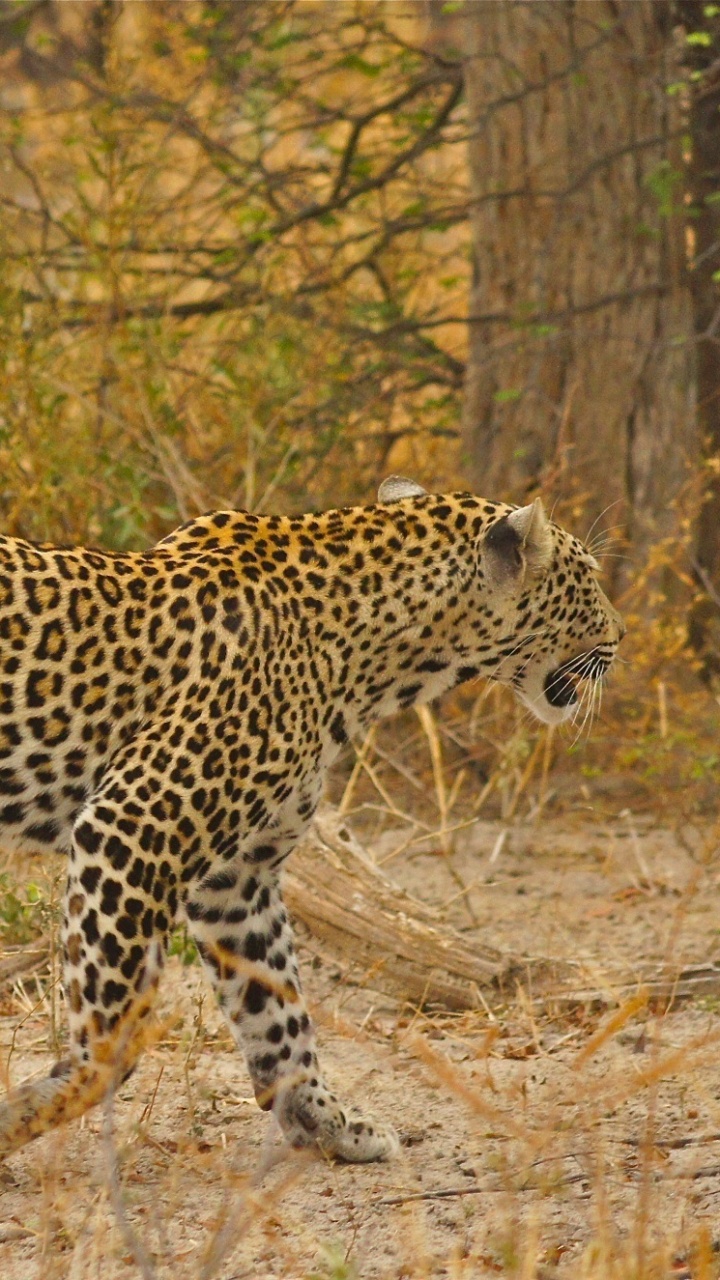 Обои Леопард, Ягуар, Гепард, кот, волк в разрешении 720x1280