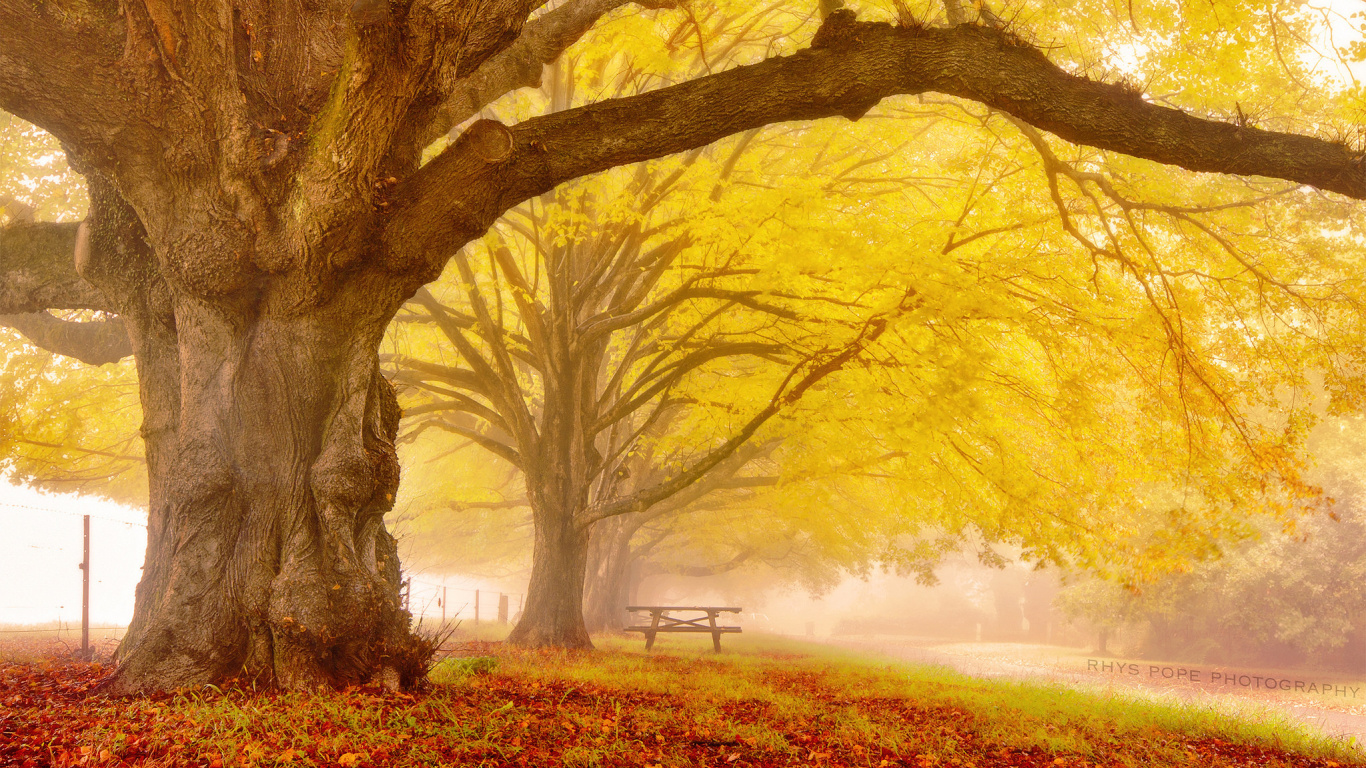 Обои дерево, ветвь, природа, листопадные, лист в разрешении 1366x768