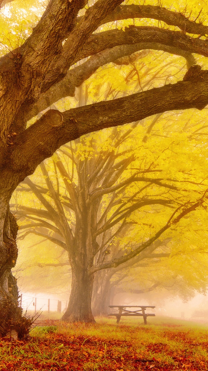 Обои дерево, ветвь, природа, листопадные, лист в разрешении 720x1280