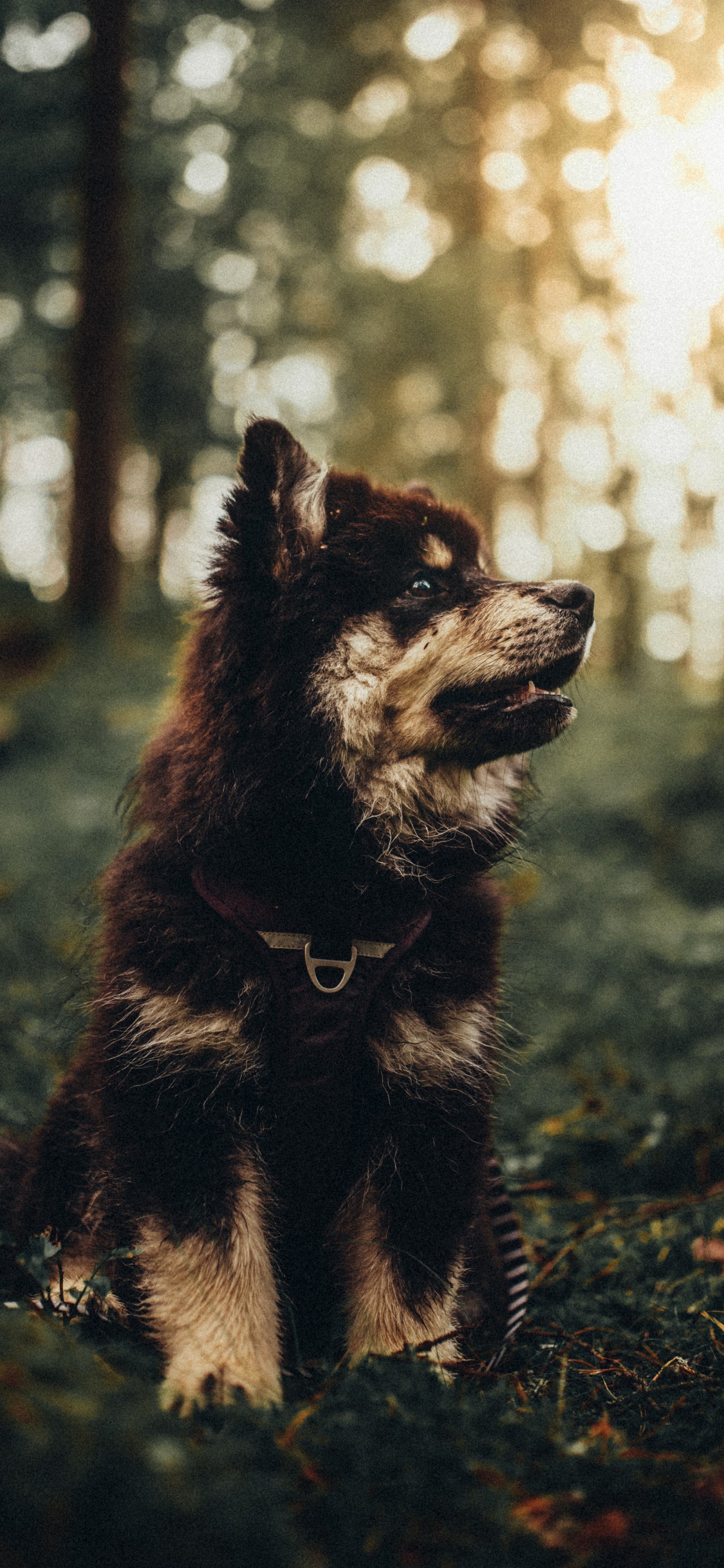 Обои датский дог, любитель собак, щенок, собака породы, наземные животные в разрешении 1125x2436