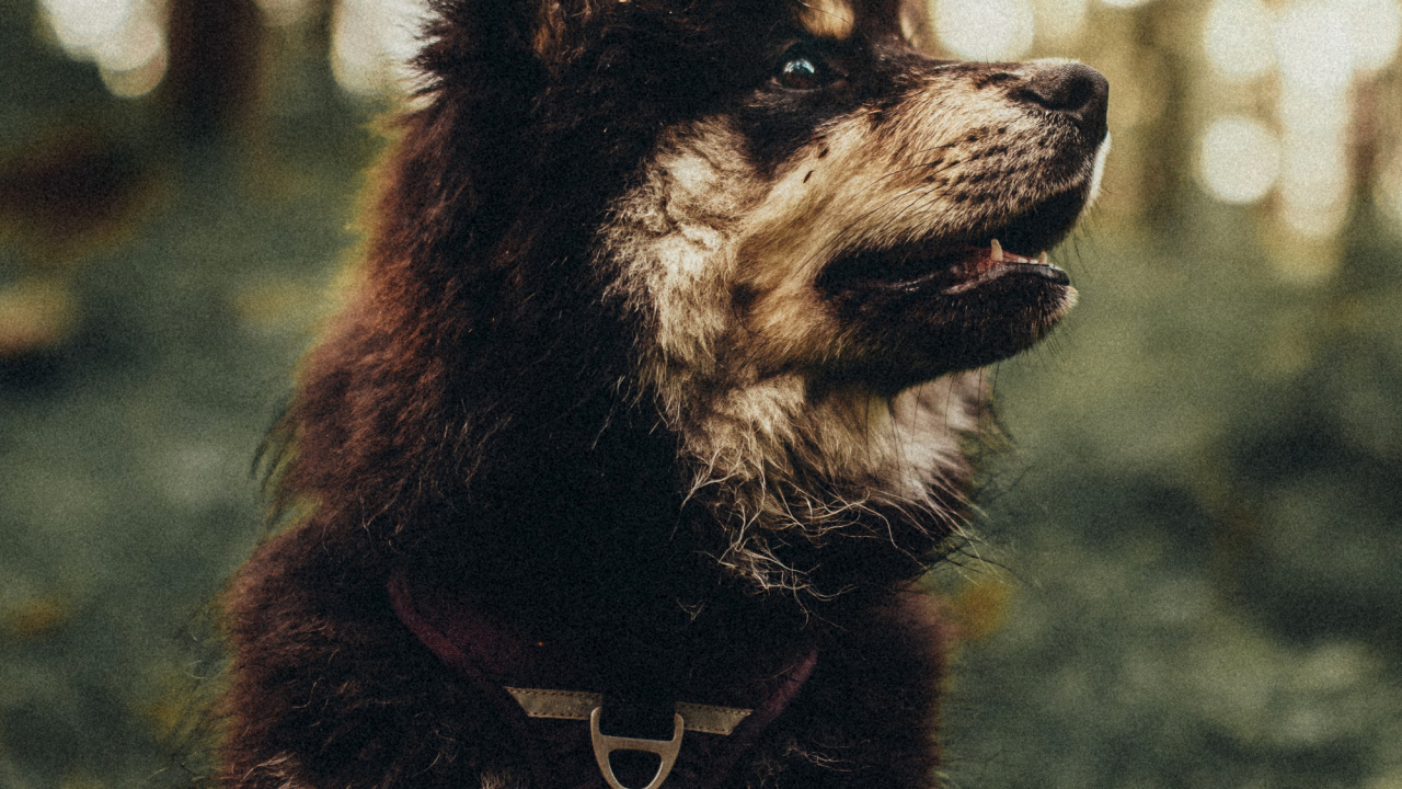 Обои датский дог, любитель собак, щенок, собака породы, наземные животные в разрешении 1280x720