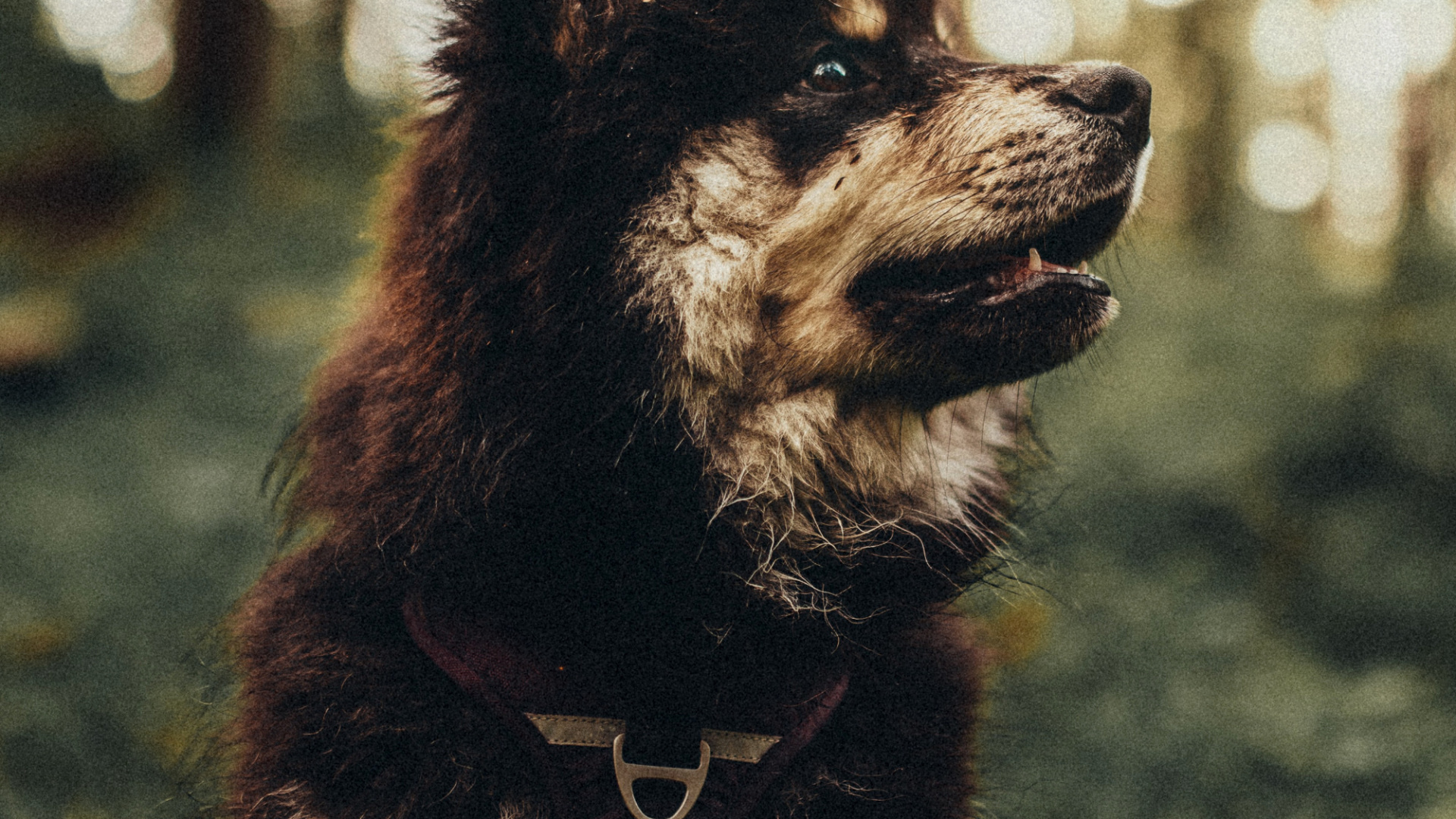 Обои датский дог, любитель собак, щенок, собака породы, наземные животные в разрешении 1920x1080