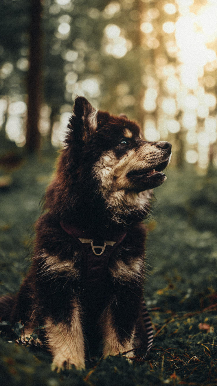 Обои датский дог, любитель собак, щенок, собака породы, наземные животные в разрешении 750x1334