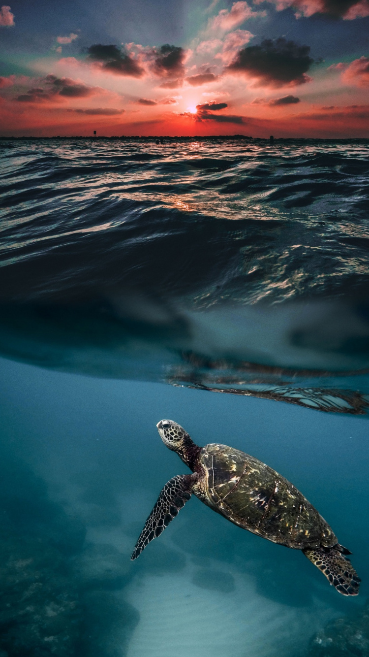 Обои море, сарай аквариум, пляж, океан, индийский океан в разрешении 750x1334