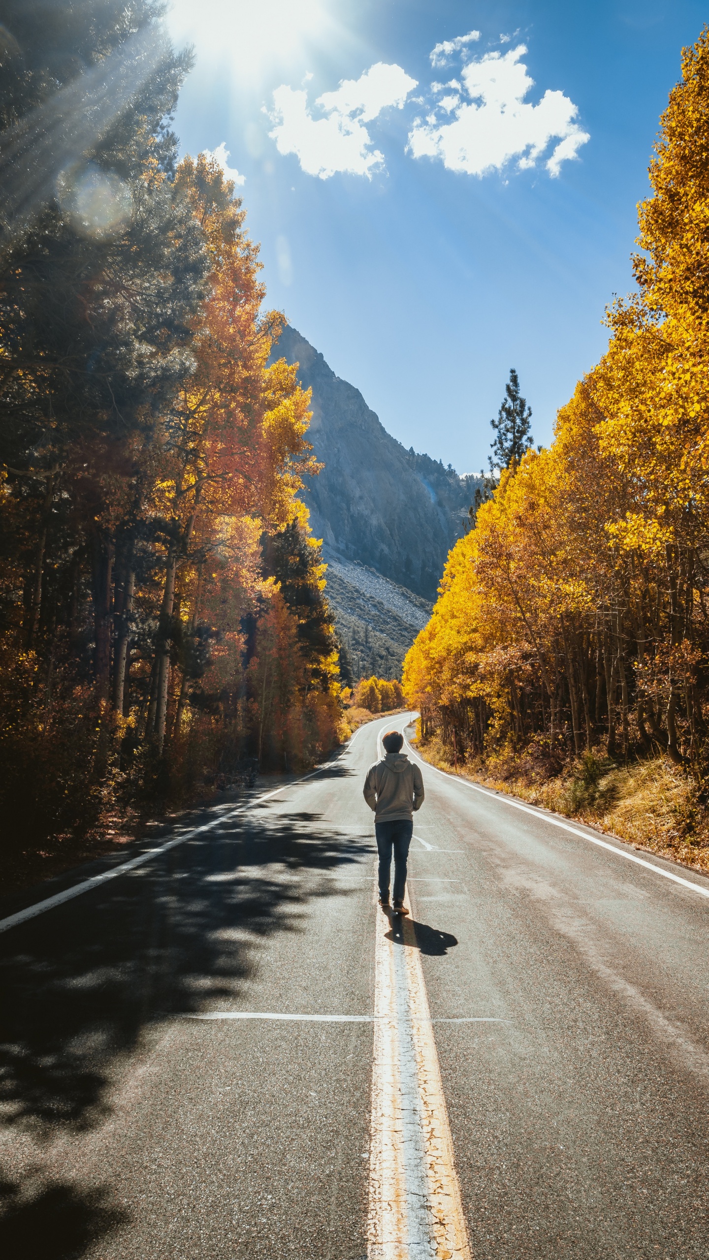 Обои дорога, природа, дерево, асфальт, лист в разрешении 1440x2560