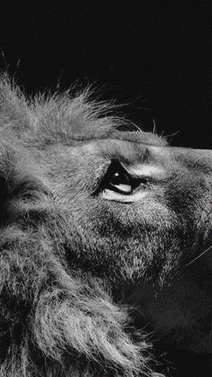 Обои Лев, тигр, черный и белый, черный, живая природа в разрешении 720x1280