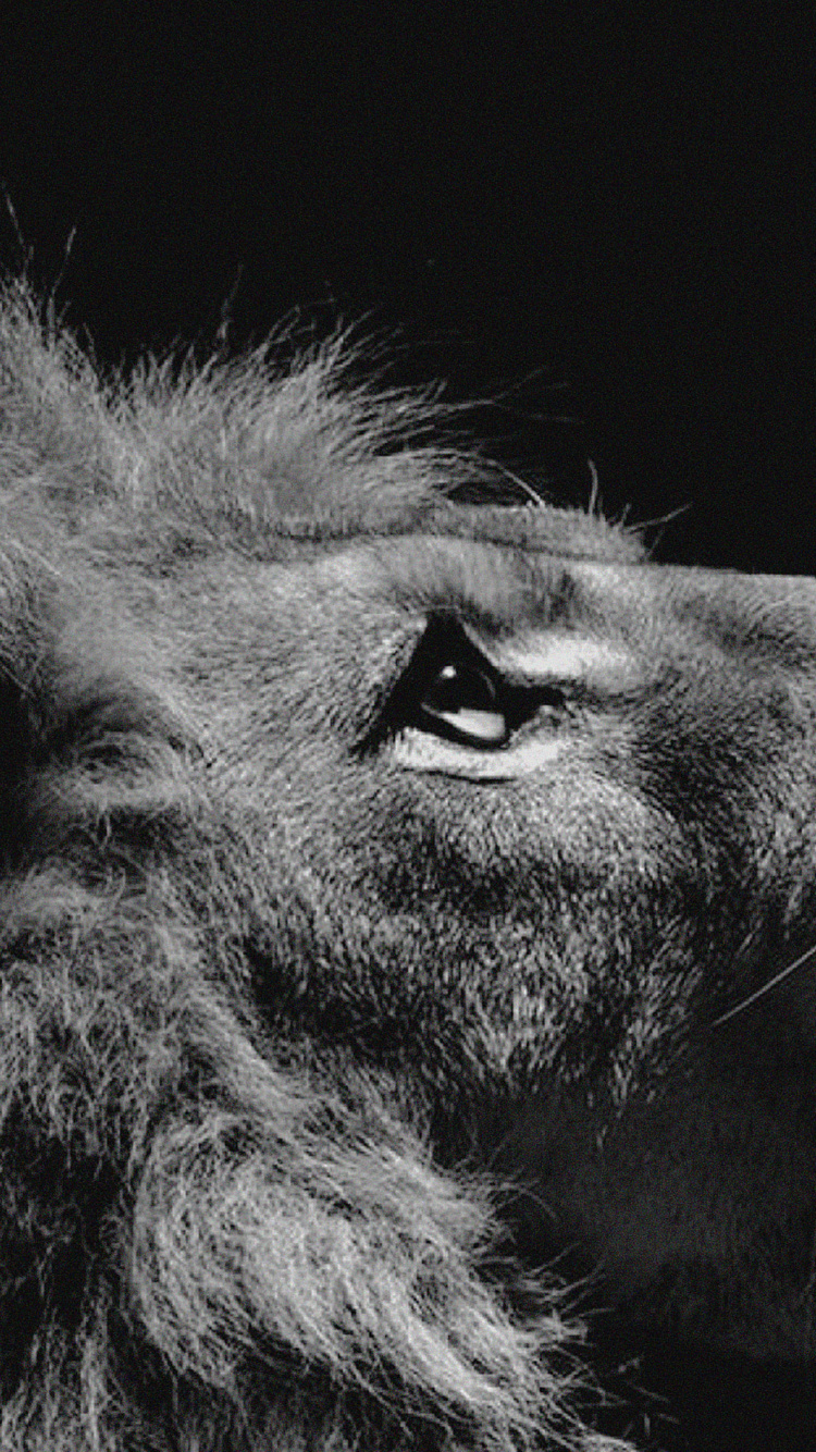 Обои Лев, тигр, черный и белый, черный, живая природа в разрешении 750x1334