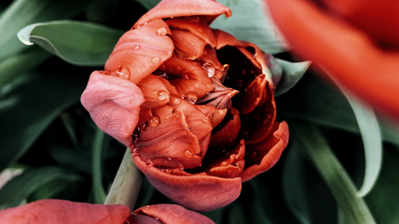 Обои расцвет, растение, лепесток, рассада, тюльпаны в разрешении 1366x768