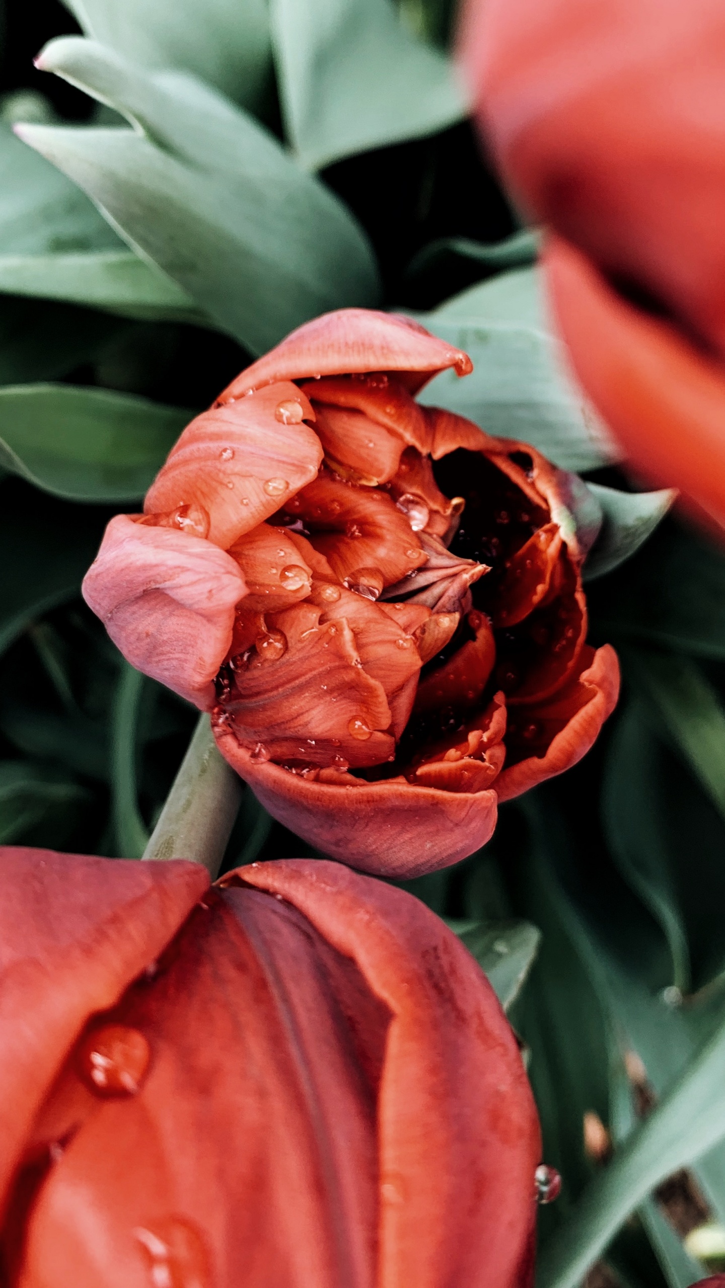 Обои расцвет, растение, лепесток, рассада, тюльпаны в разрешении 1440x2560