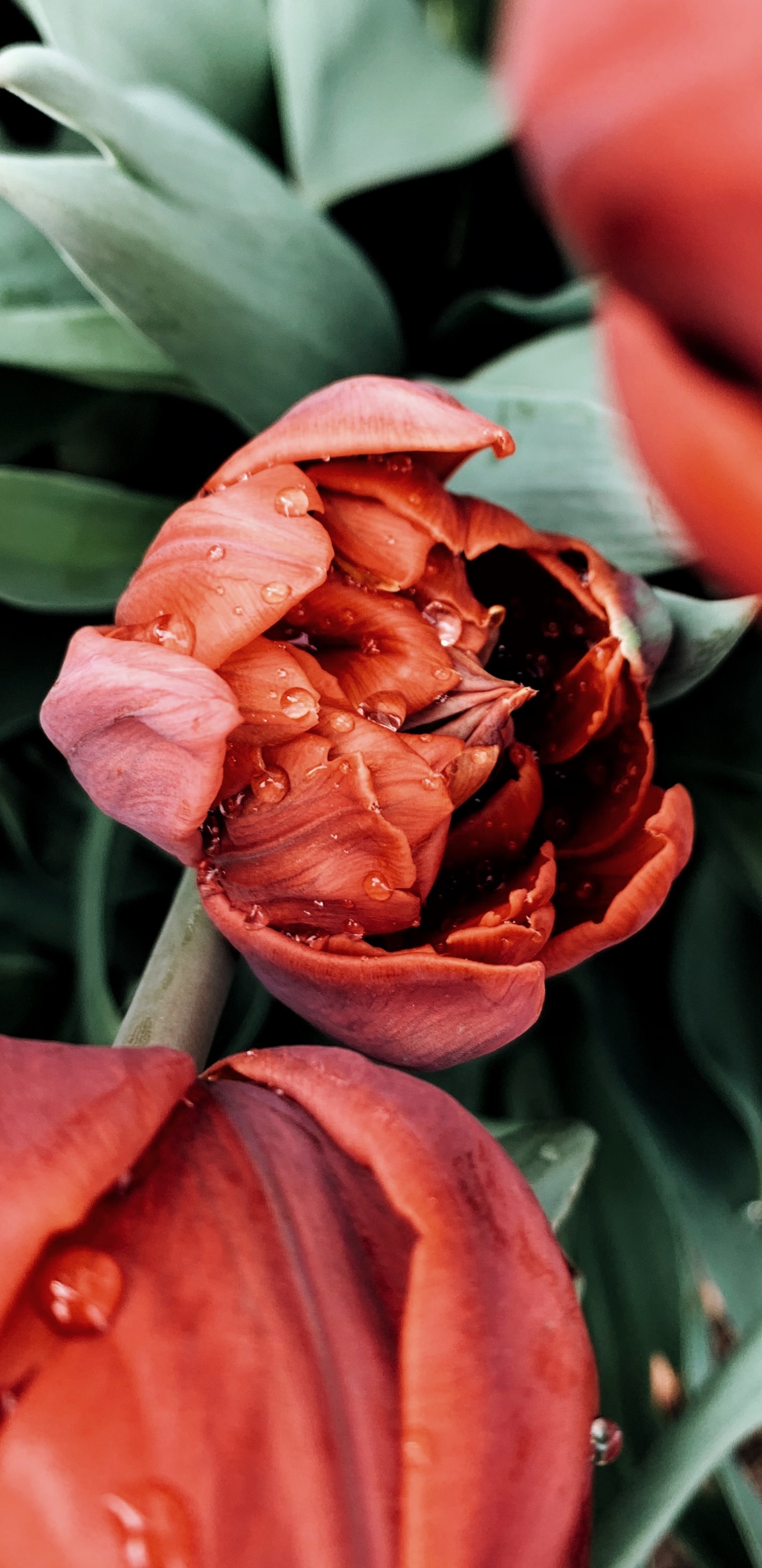 Обои расцвет, растение, лепесток, рассада, тюльпаны в разрешении 1440x2960